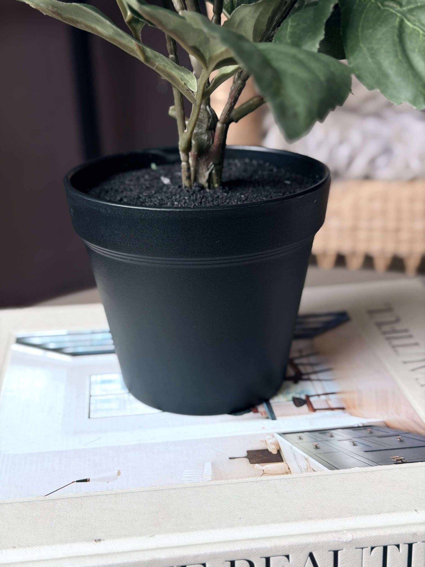 Dahlia i kruka - Vit