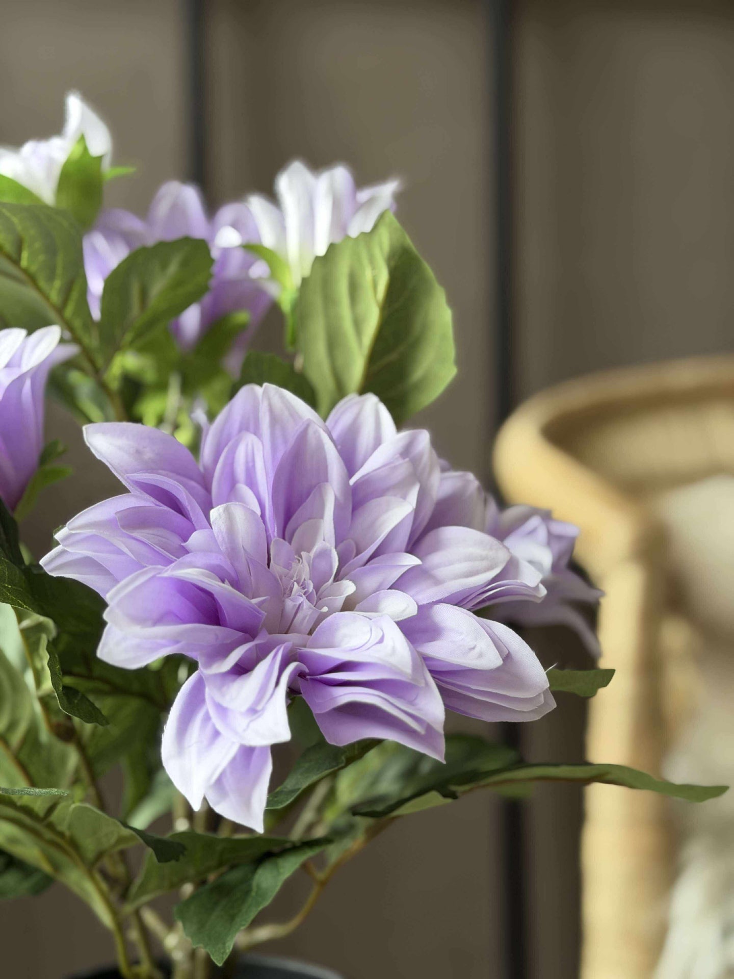 Dahlia i kruka - Lila