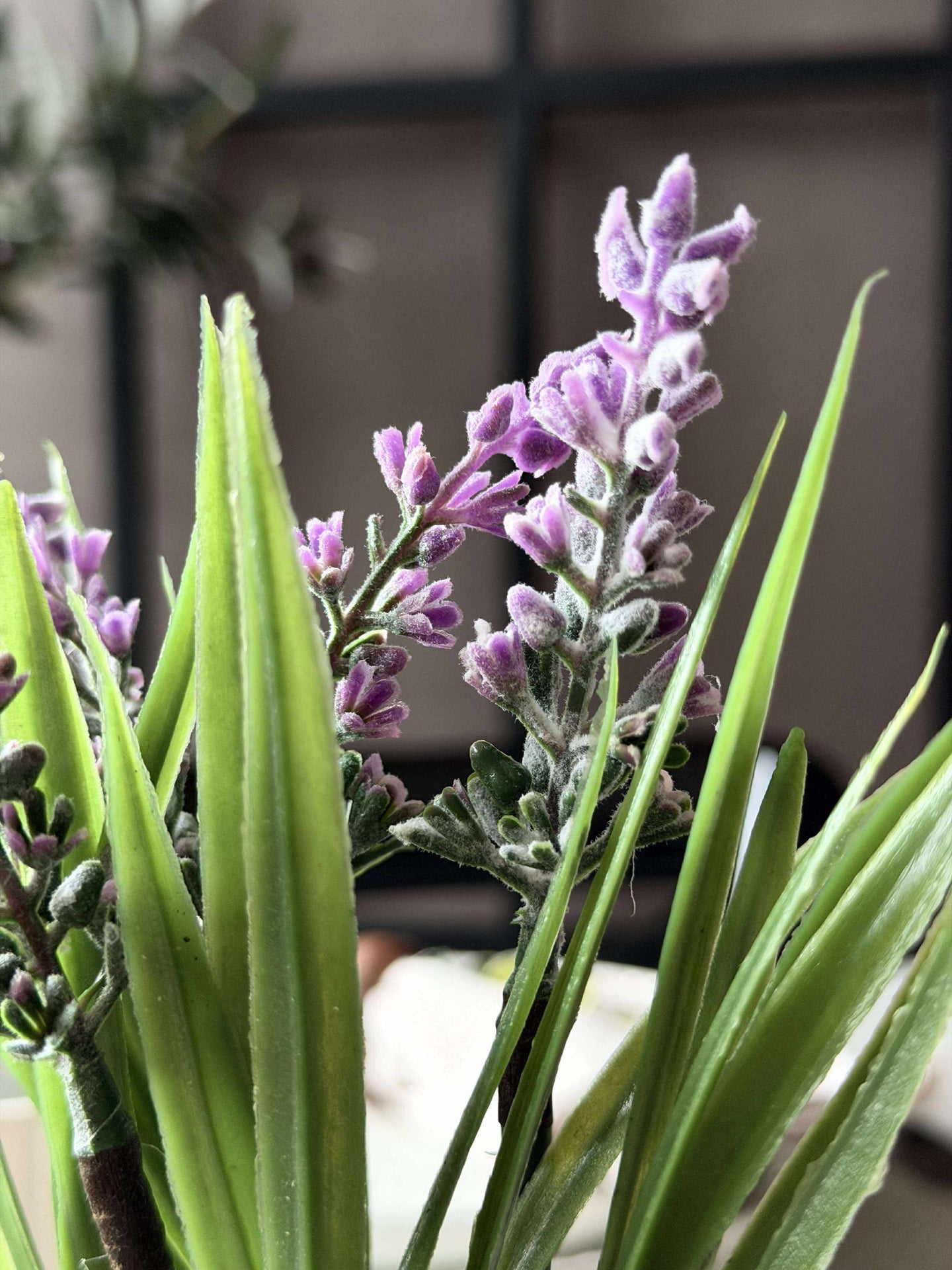 Lavendel mosskula