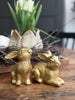 Kanin - Golden mix