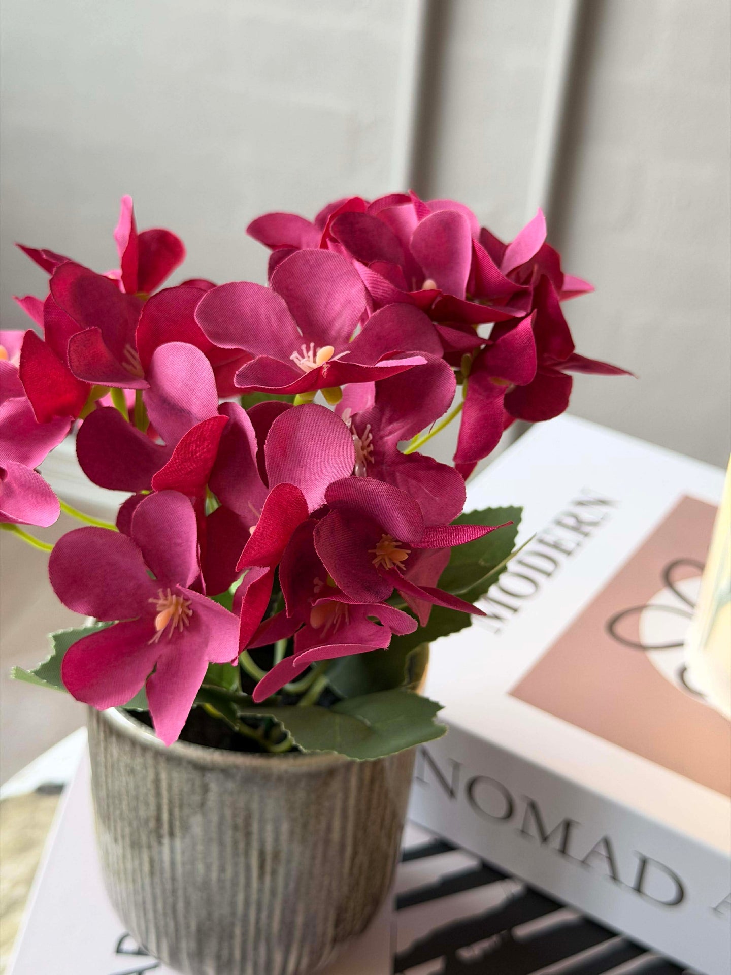 Mini hortensia i kruka - flera färger