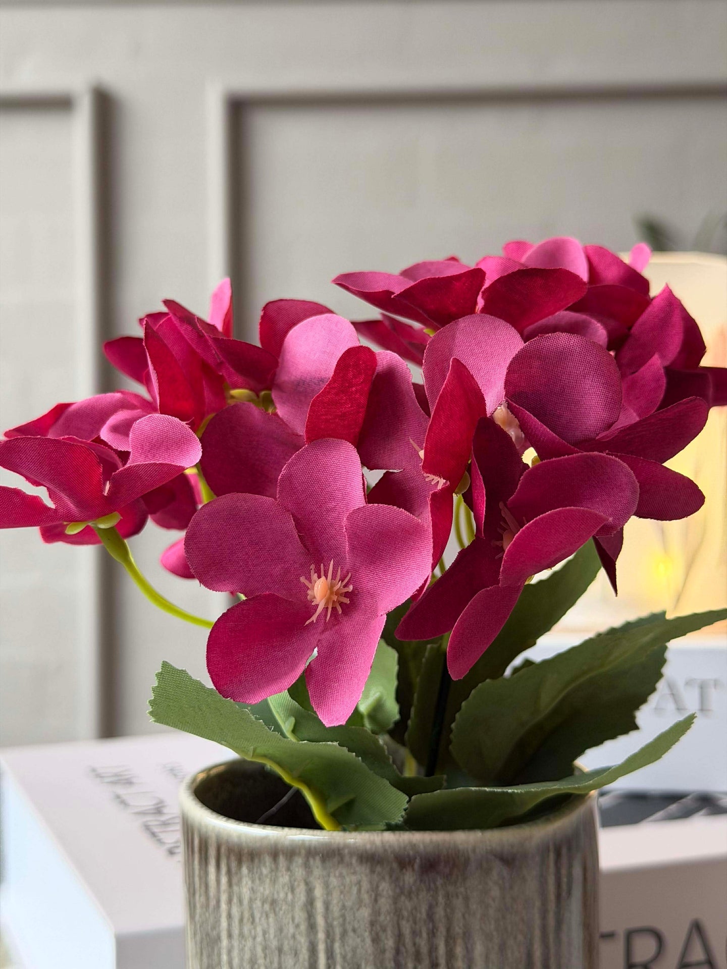 Mini hortensia i kruka - flera färger