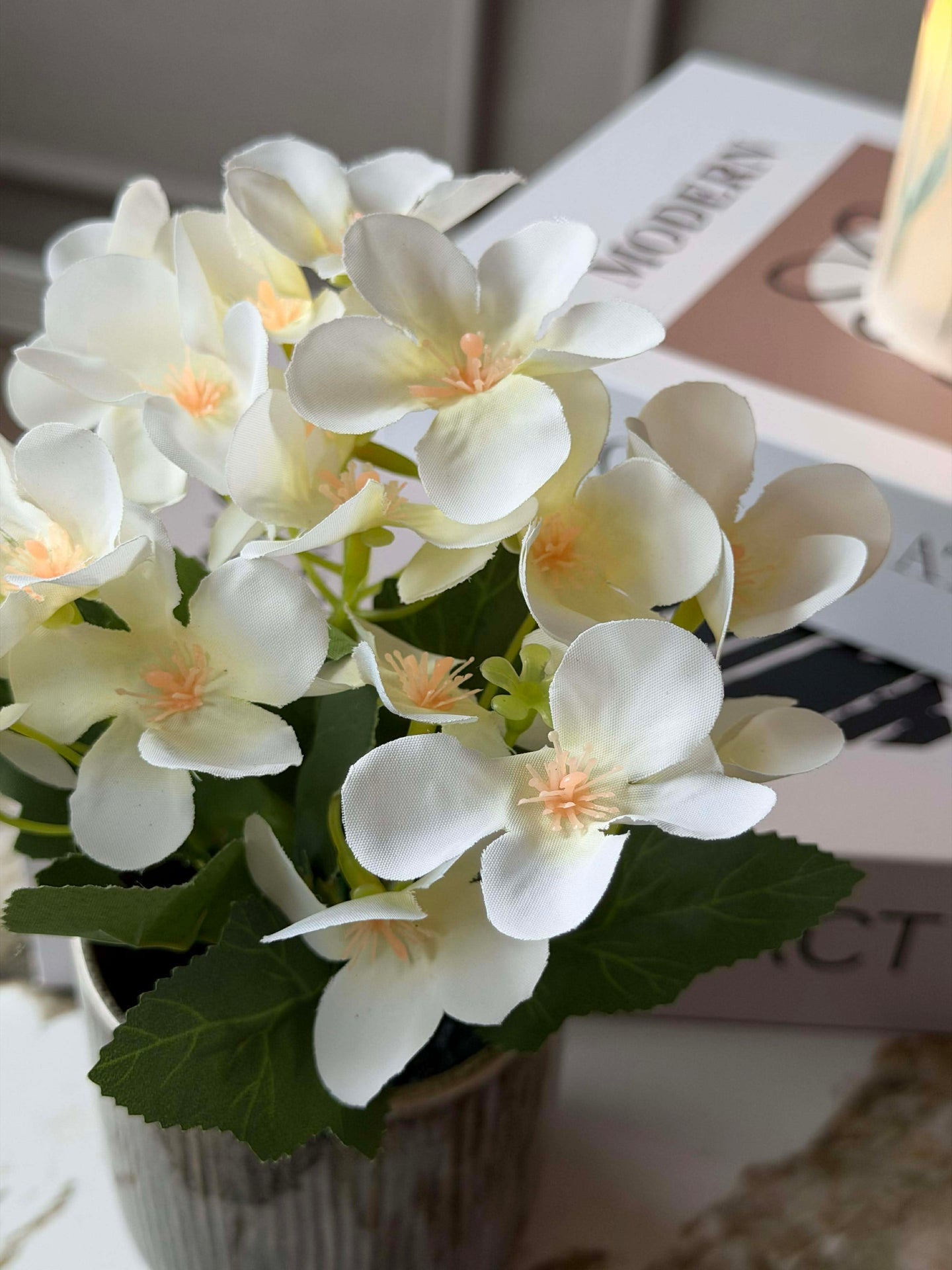 Mini hortensia i kruka - flera färger