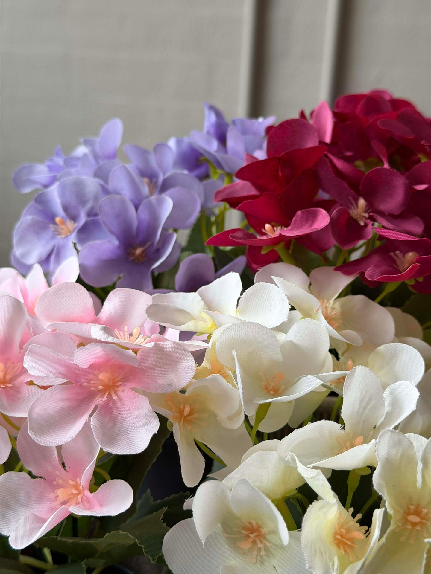 Mini hortensia i kruka - flera färger