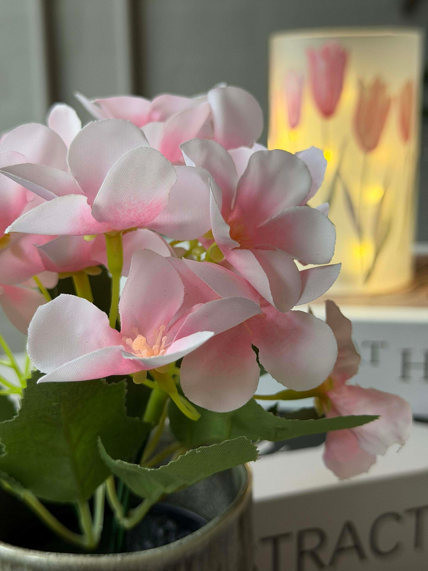 Mini hortensia i kruka - flera färger