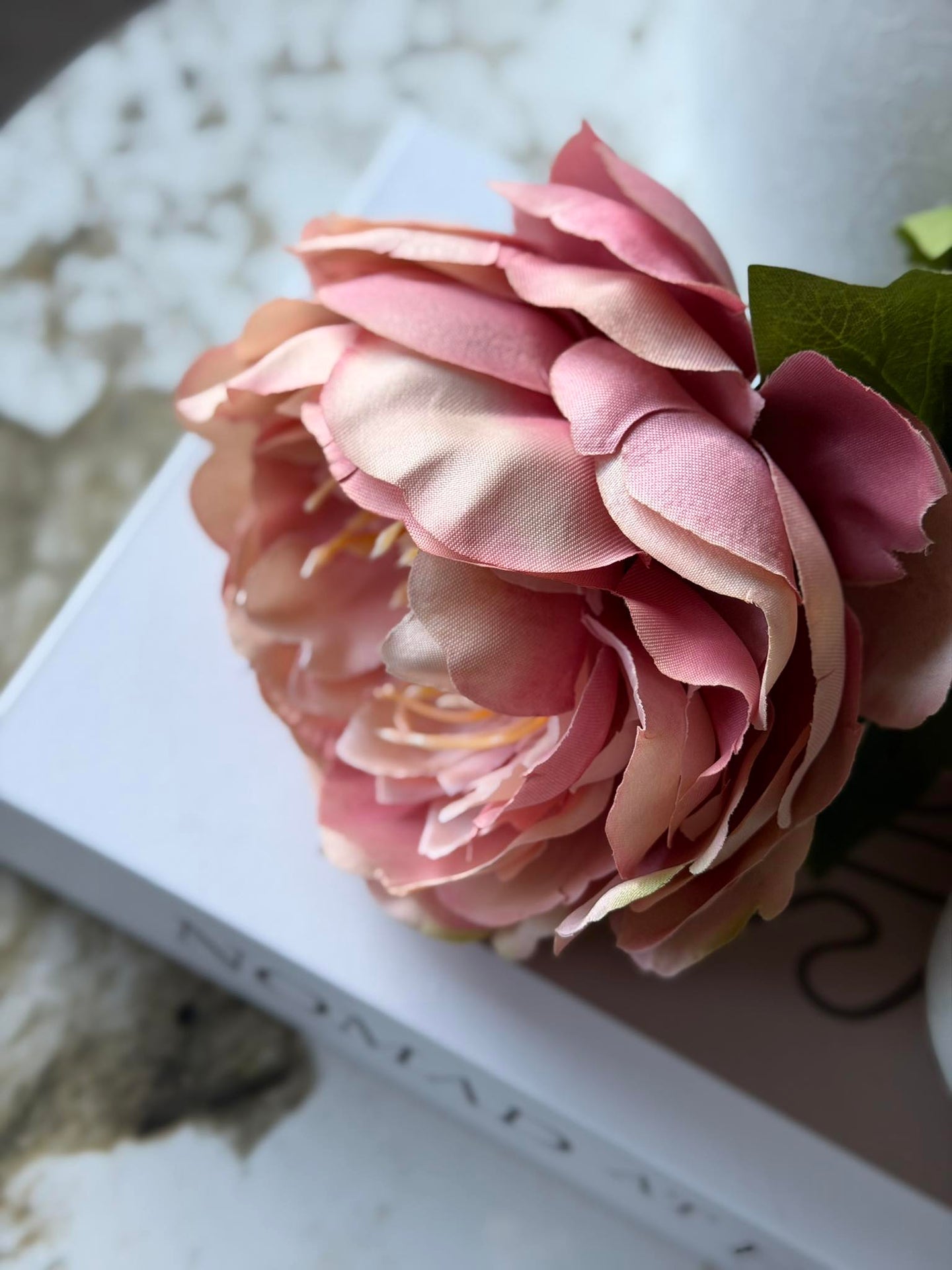 Blomma Pion Rosa