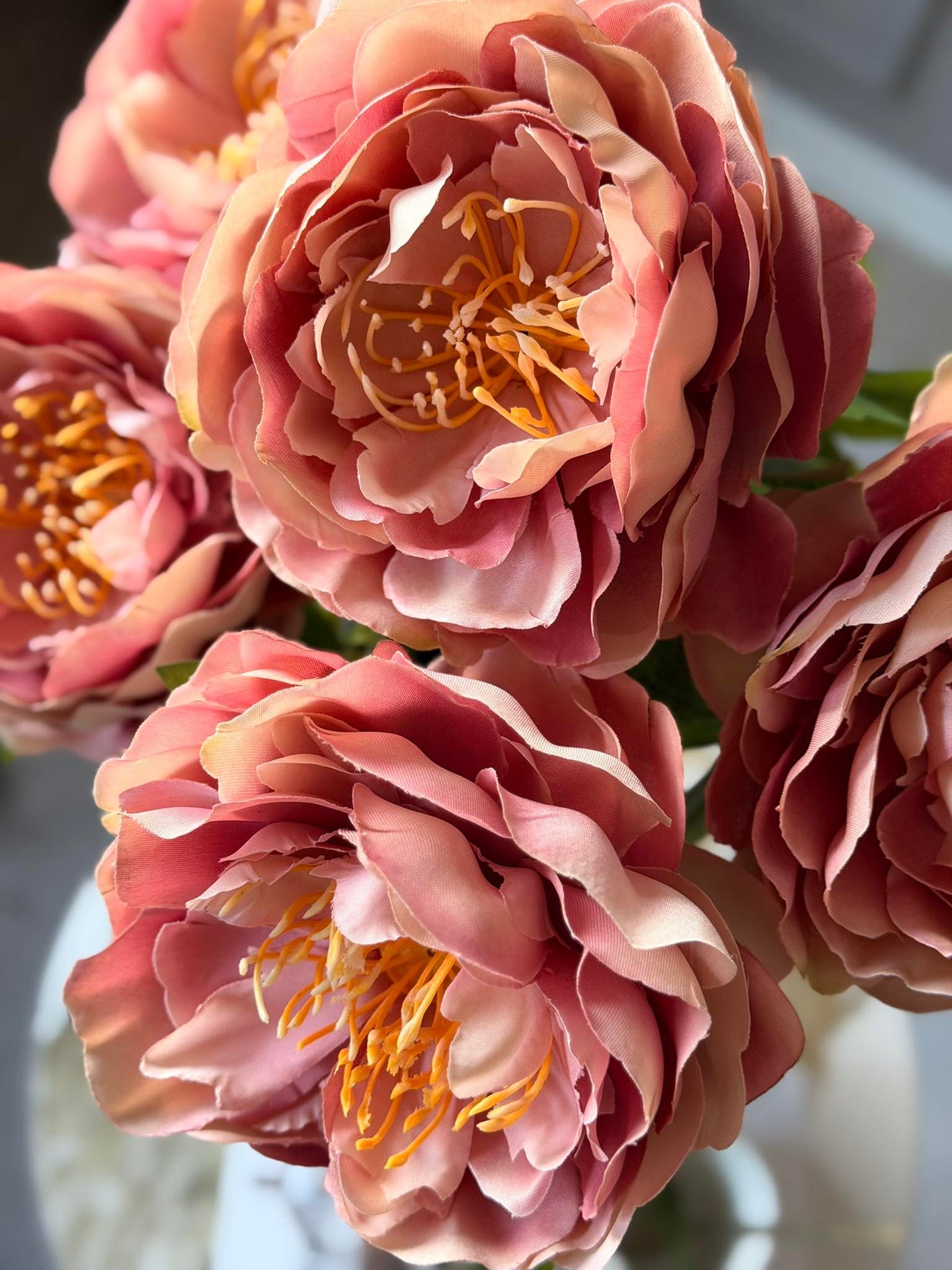 Blomma Pion Rosa