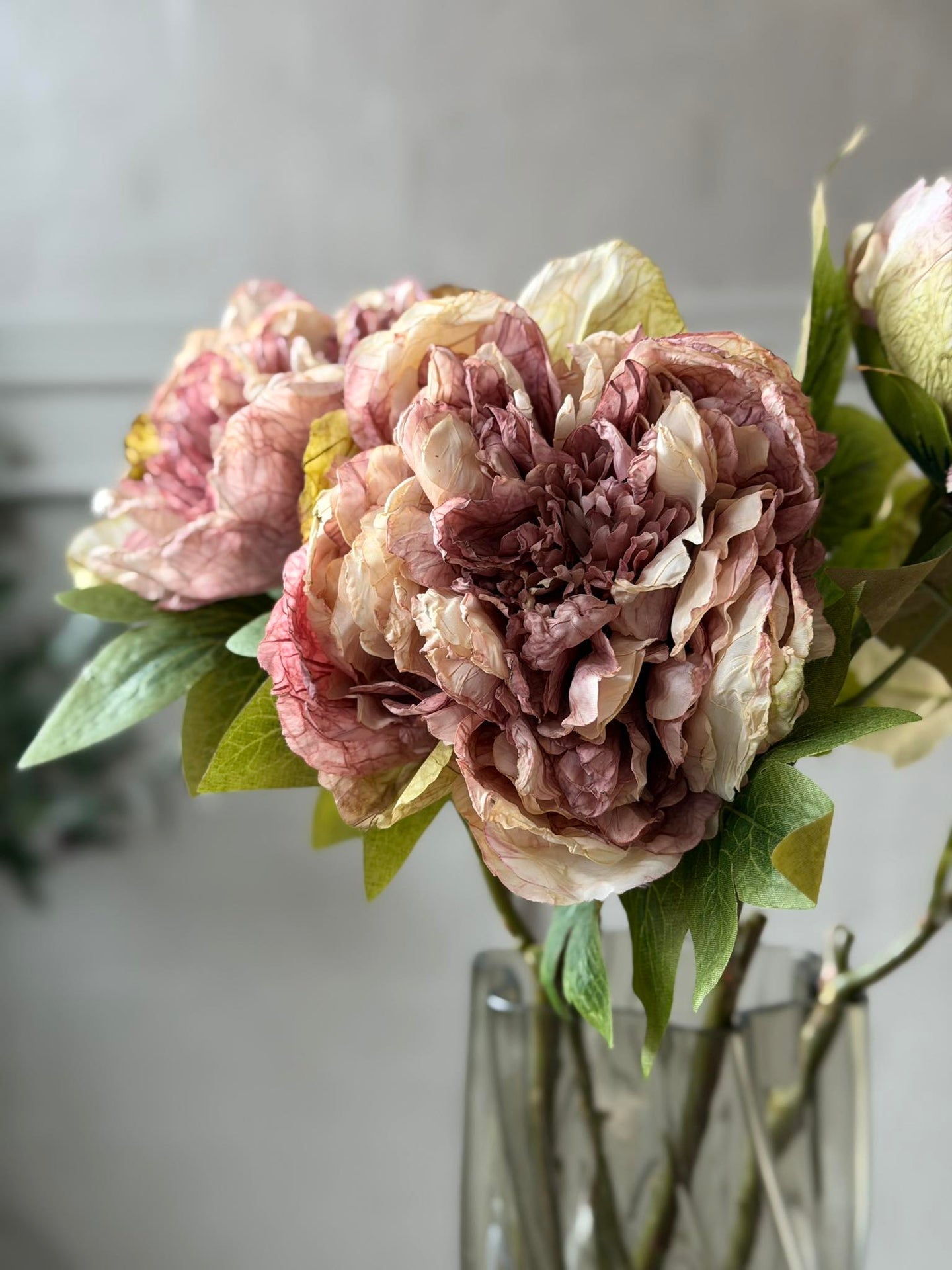 Blomma Pion - Antik Cream / rosa