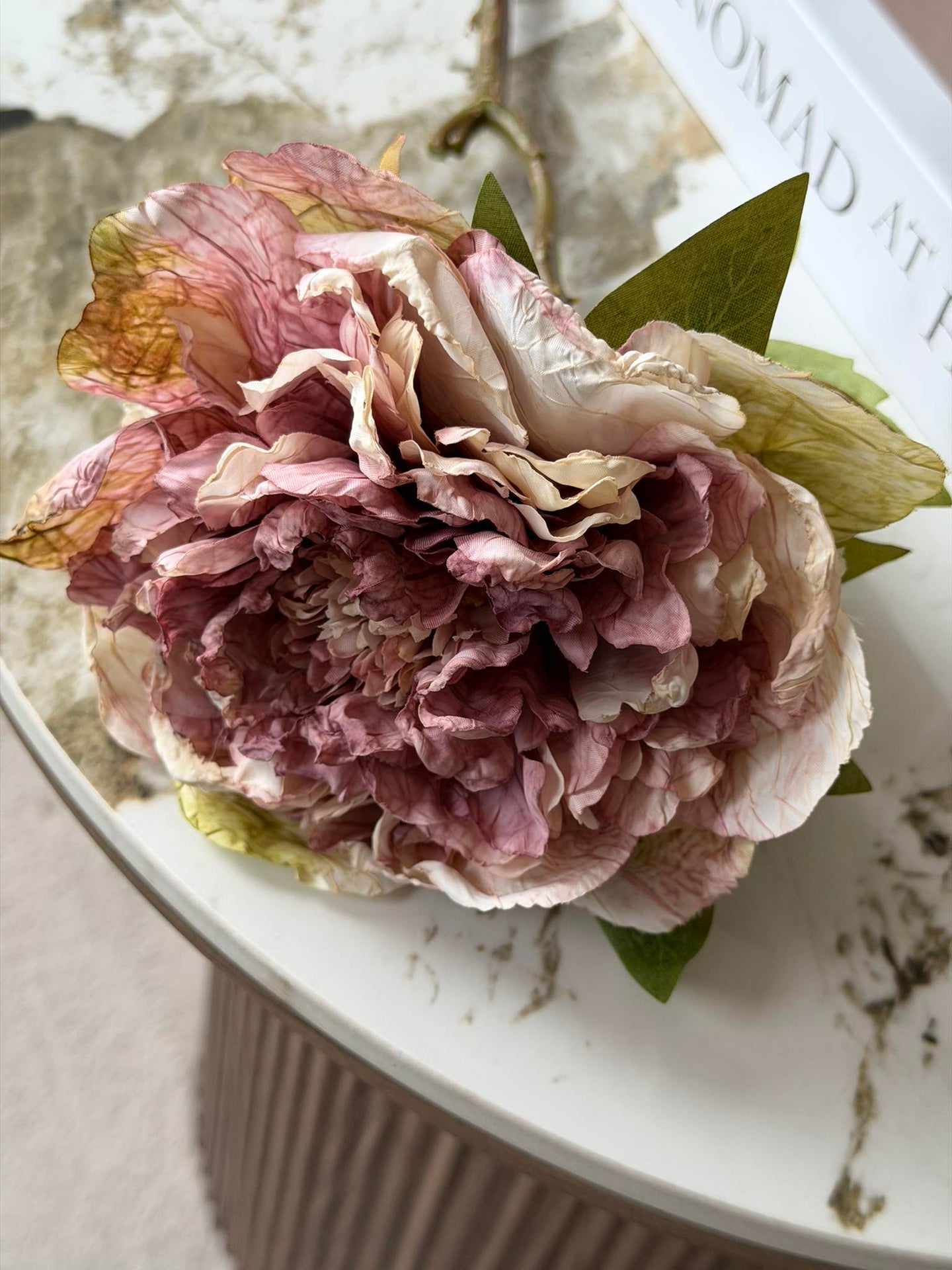 Blomma Pion - Antik Cream / rosa