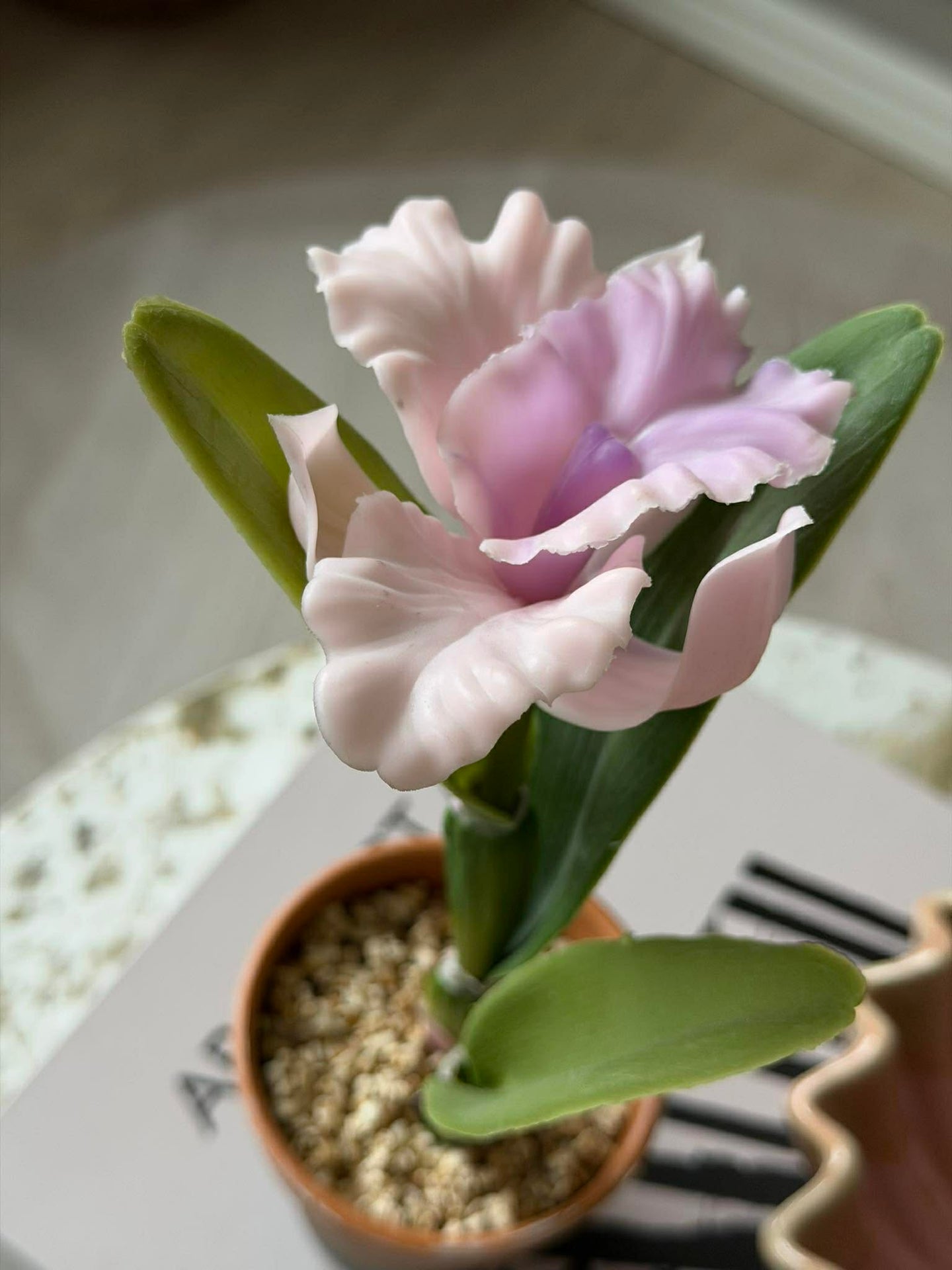 Orkidé i kruka Rosa - Flera storlekar