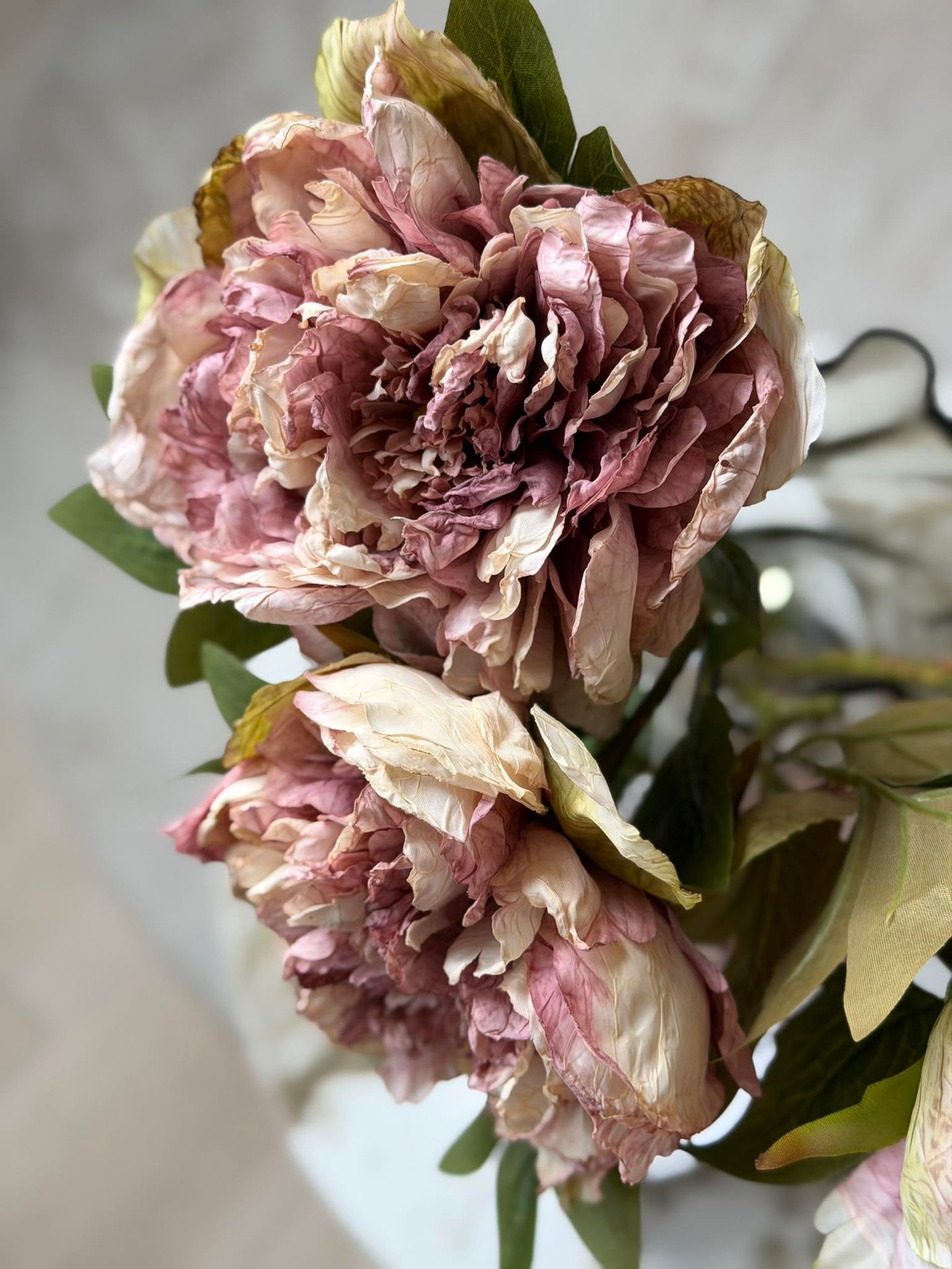 Blomma Pion - Antik Cream / rosa