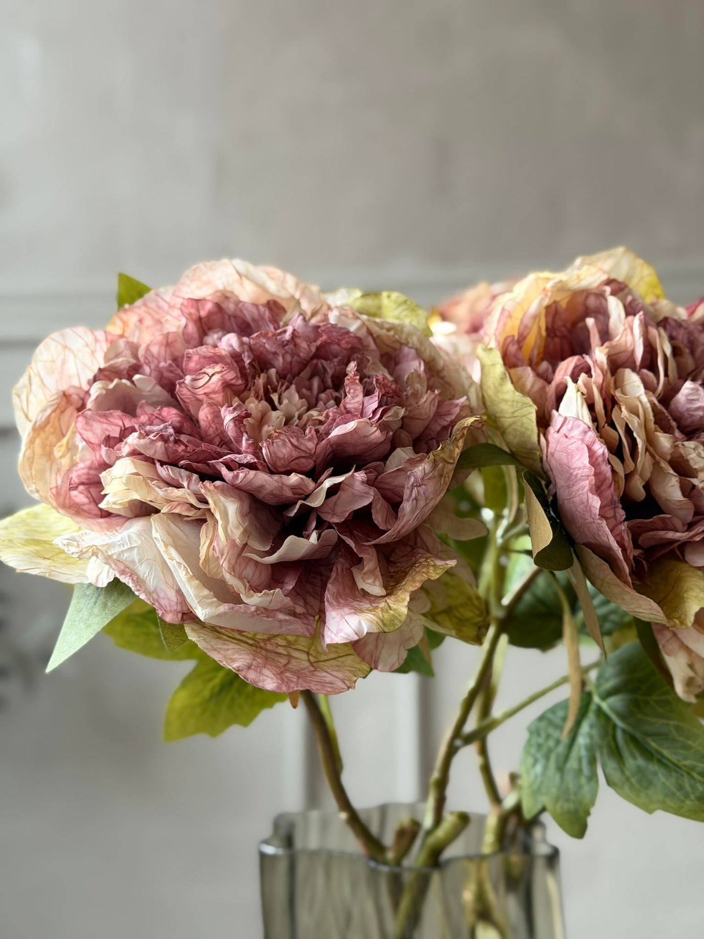 Blomma Pion - Antik Cream / rosa