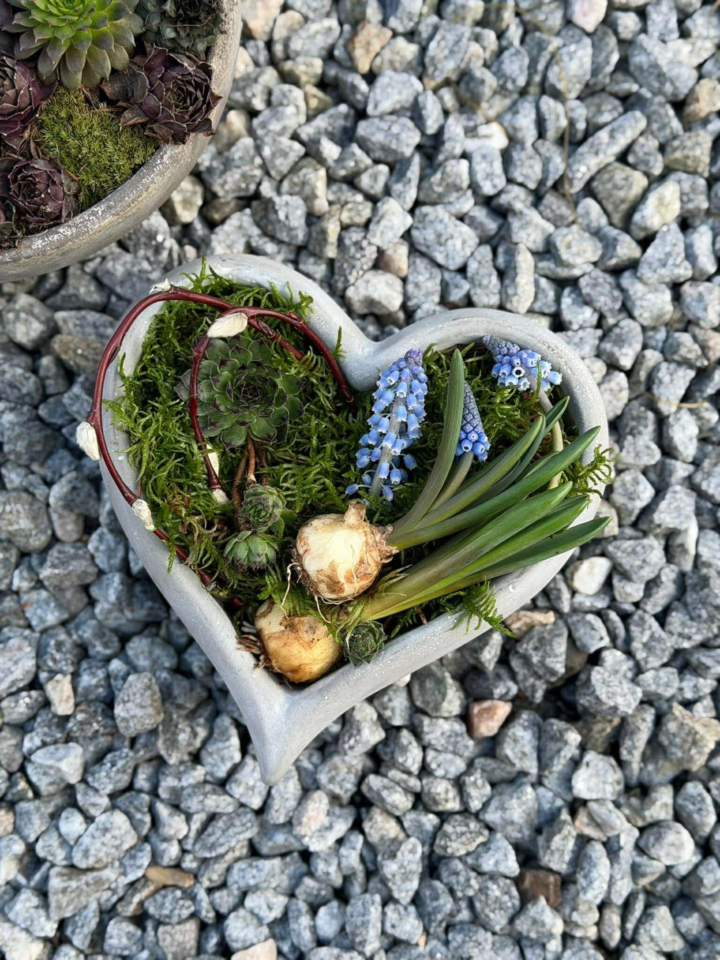 Hjärta för plantering