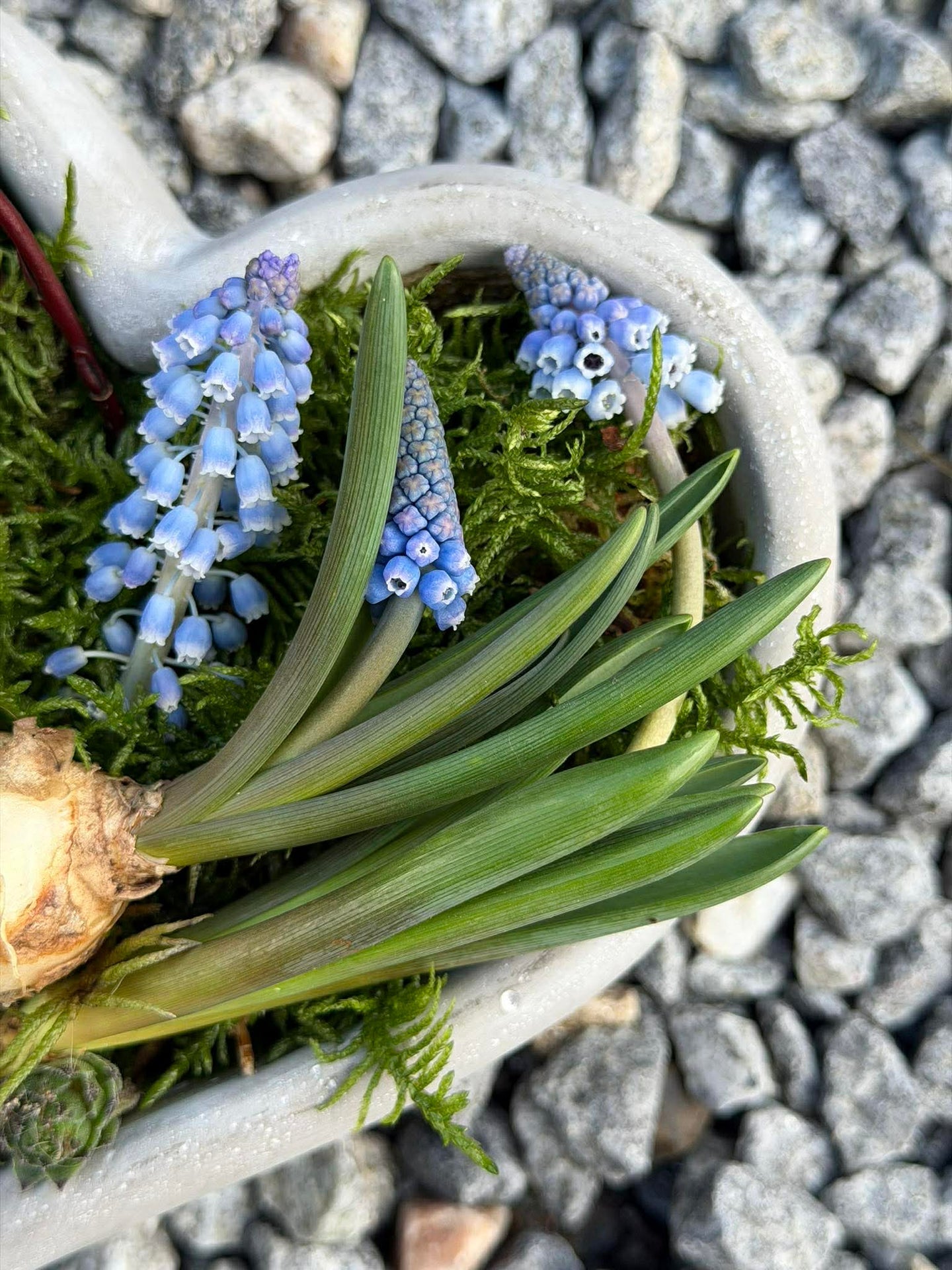 Hjärta för plantering