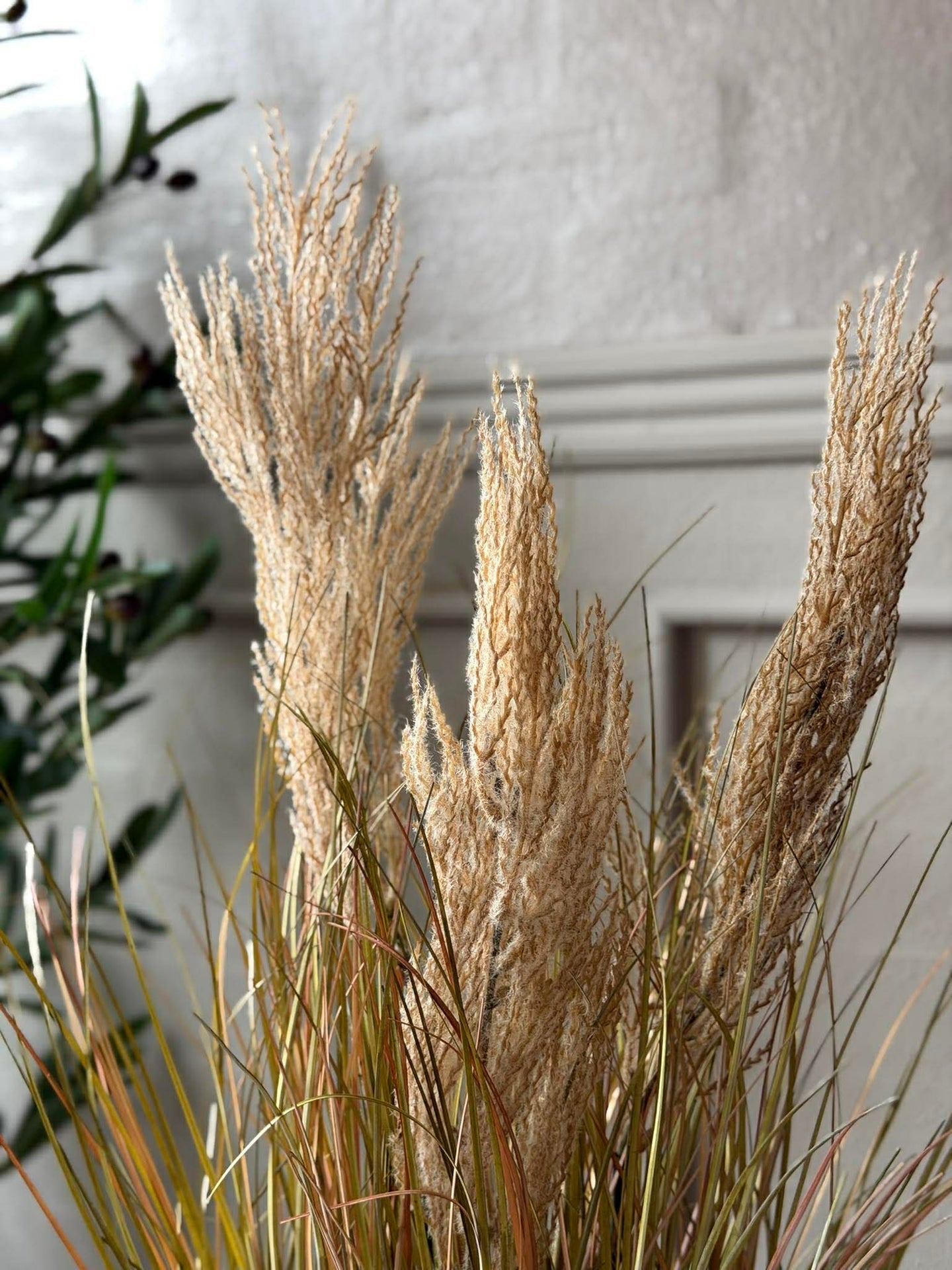Pampas i kruka för inomhus och utomhus - 60 cm