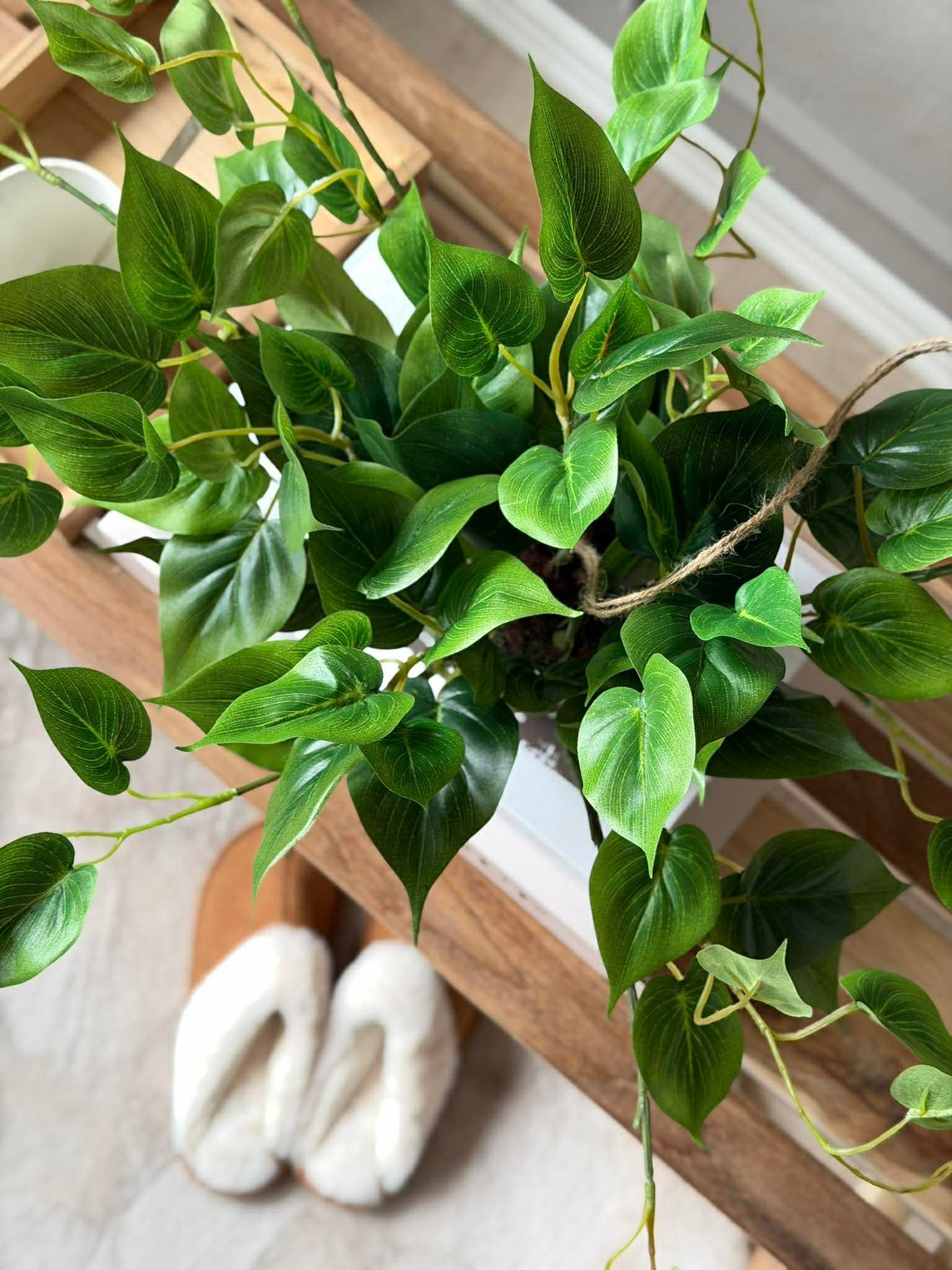 Hängande planta hjärtformad philodenron