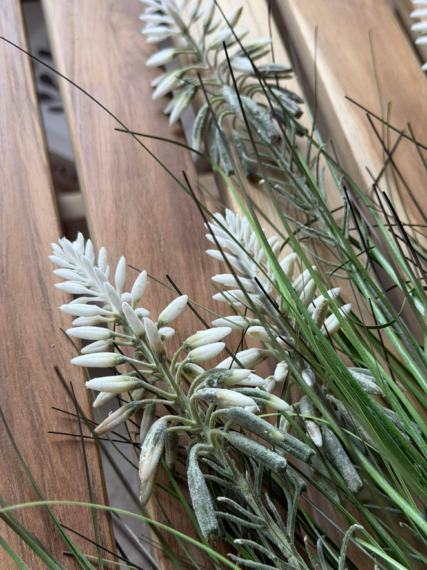 Lupin Vit i bukett för inomhus och utomhus - 70 cm