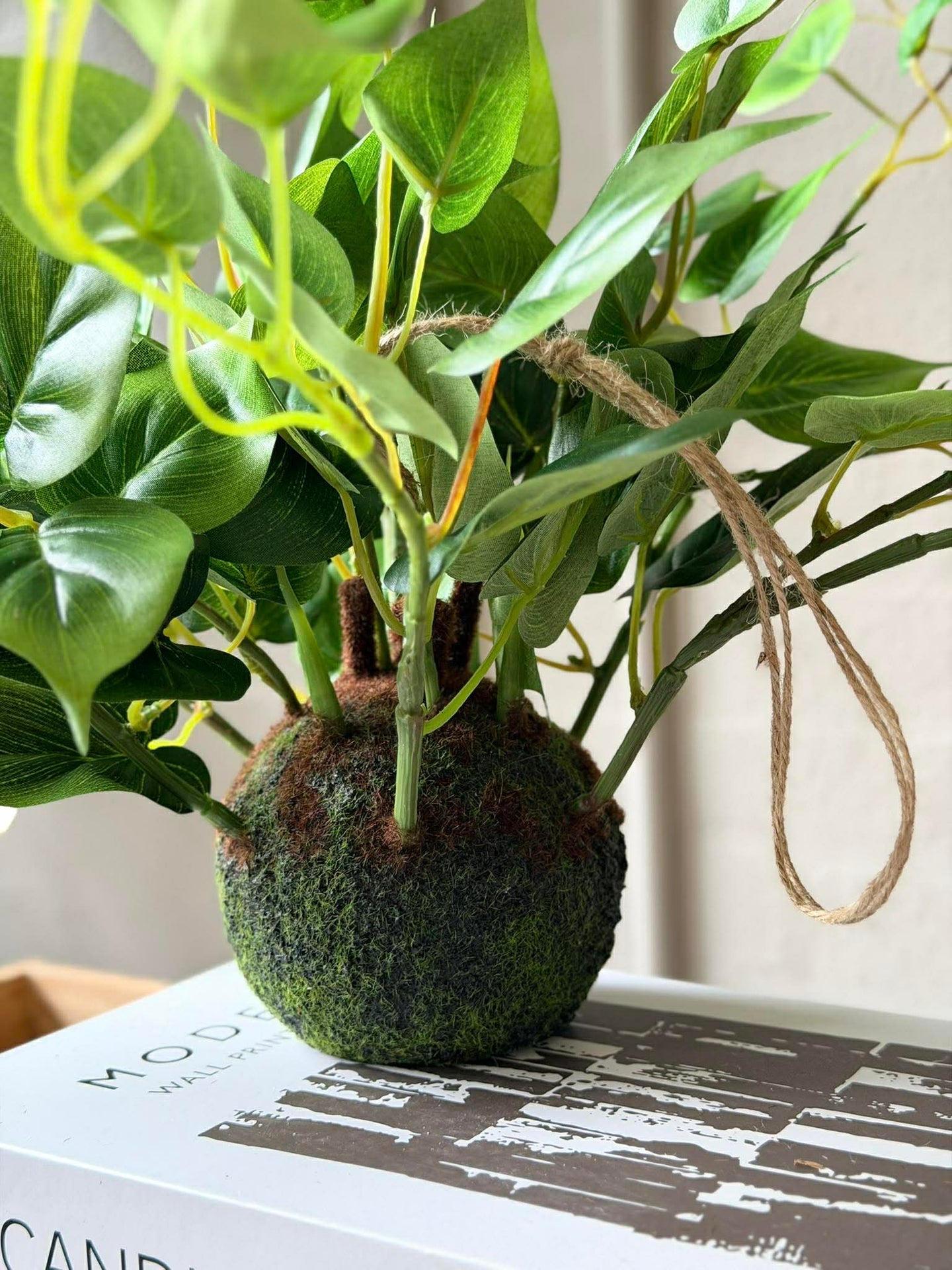 Hängande planta hjärtformad philodenron