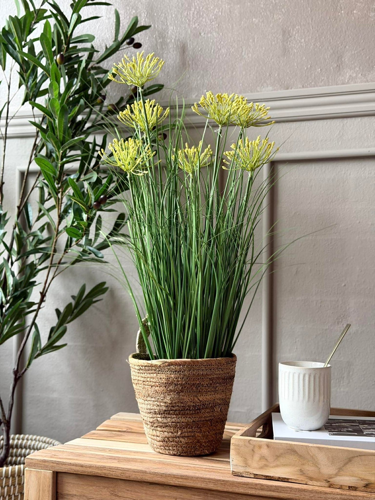 Vit lupim i kruka för inomhus och utomhus - 60 cm