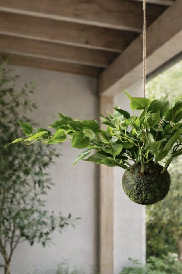 Hängande planta hjärtformad philodenron
