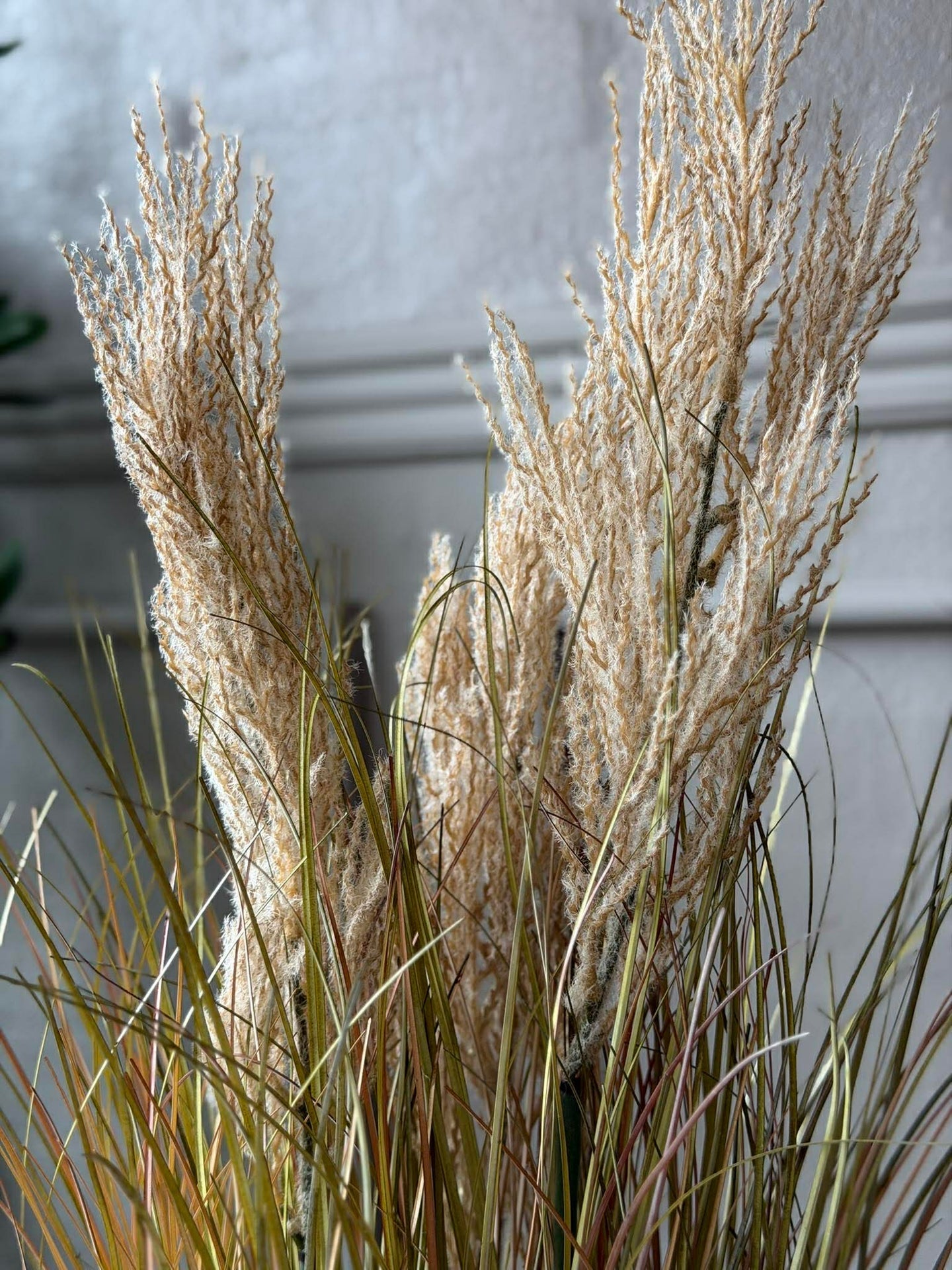 Pampas i kruka för inomhus och utomhus - 60 cm