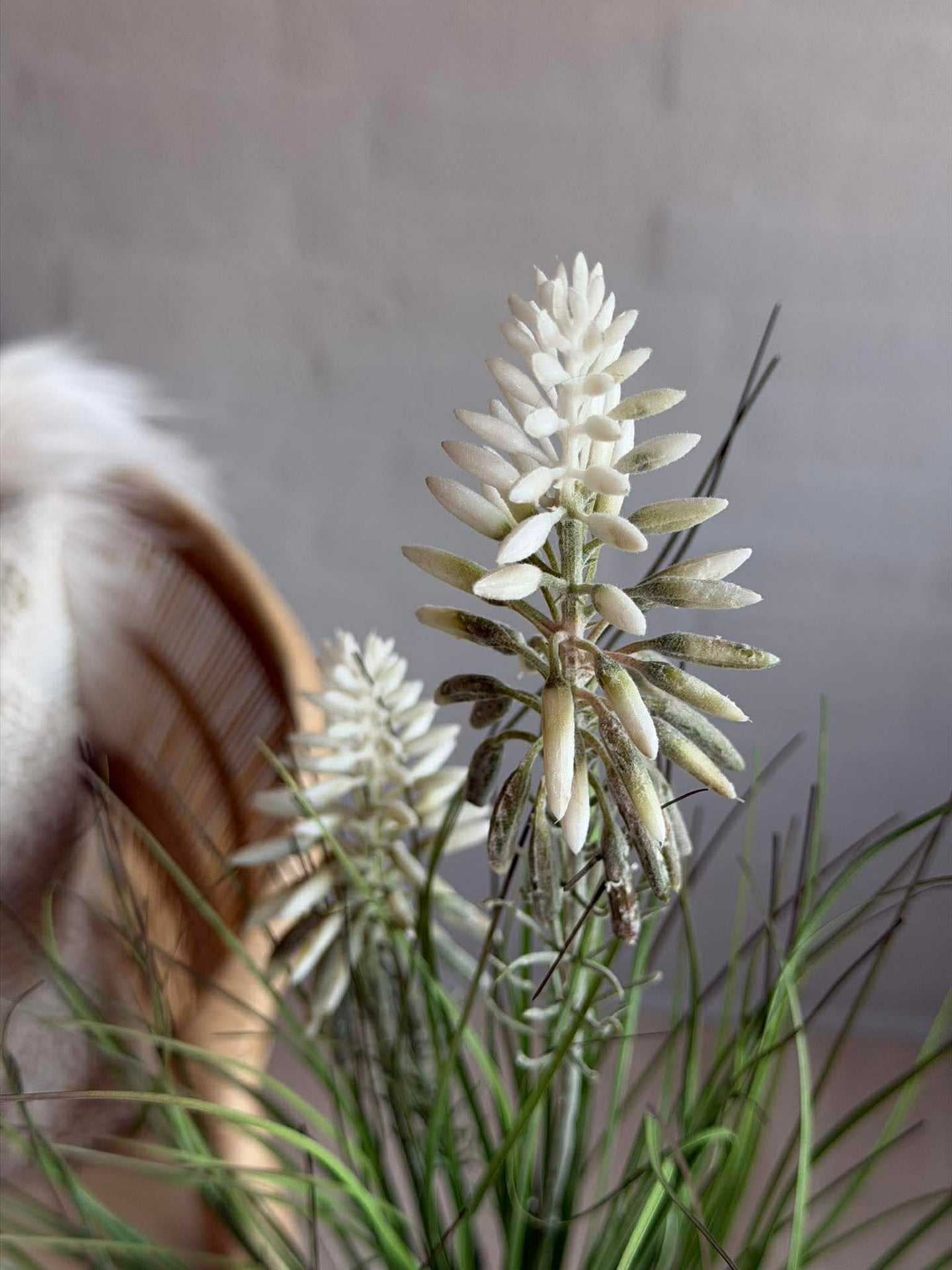 Lupin Vit i bukett för inomhus och utomhus - 70 cm