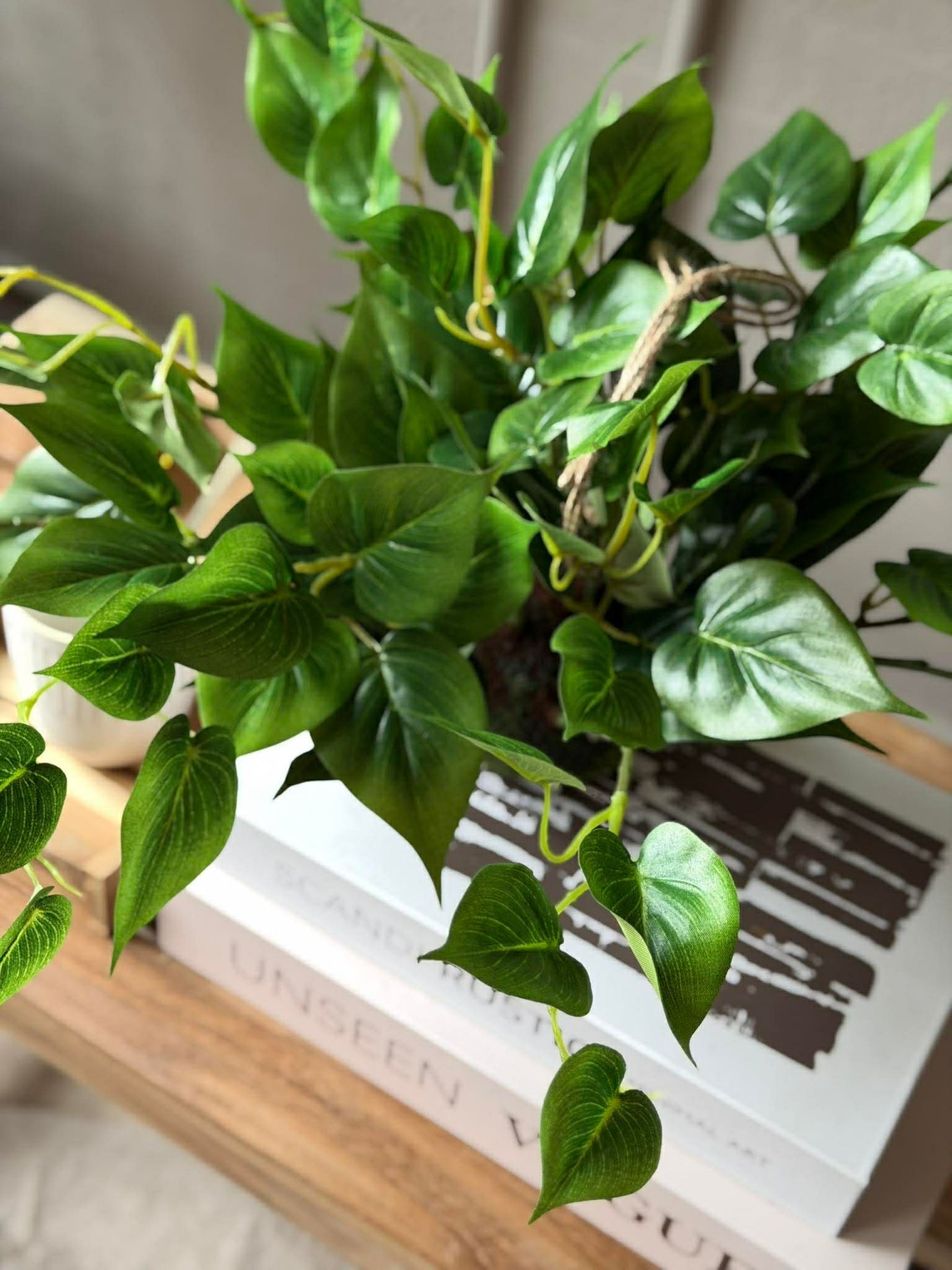 Hängande planta hjärtformad philodenron