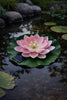 Solcell LOTUS – Rosa