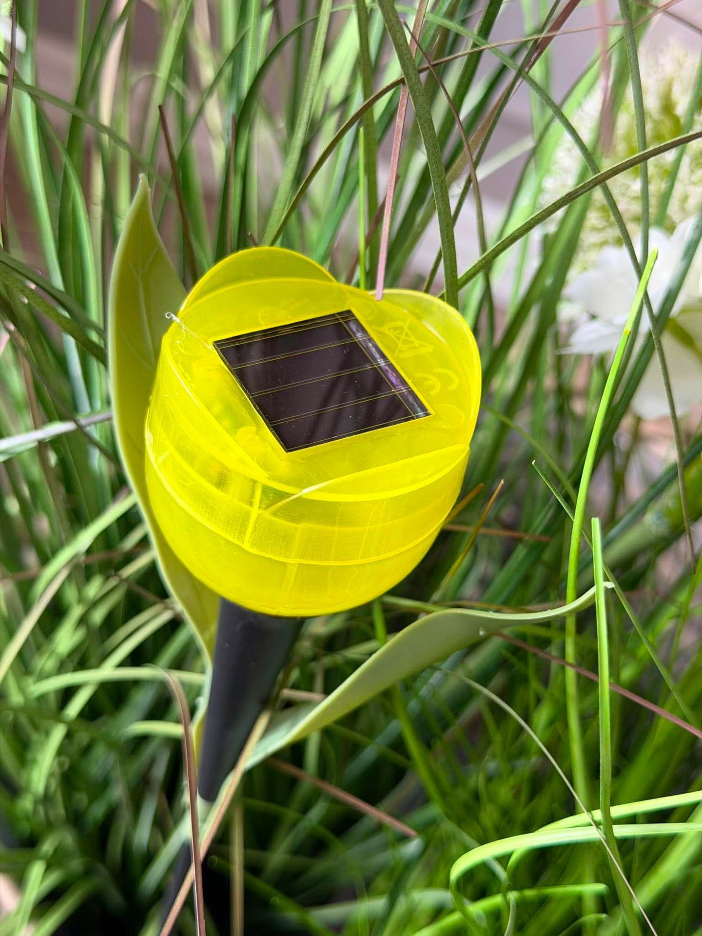 Tulipan Solar - Flera färger