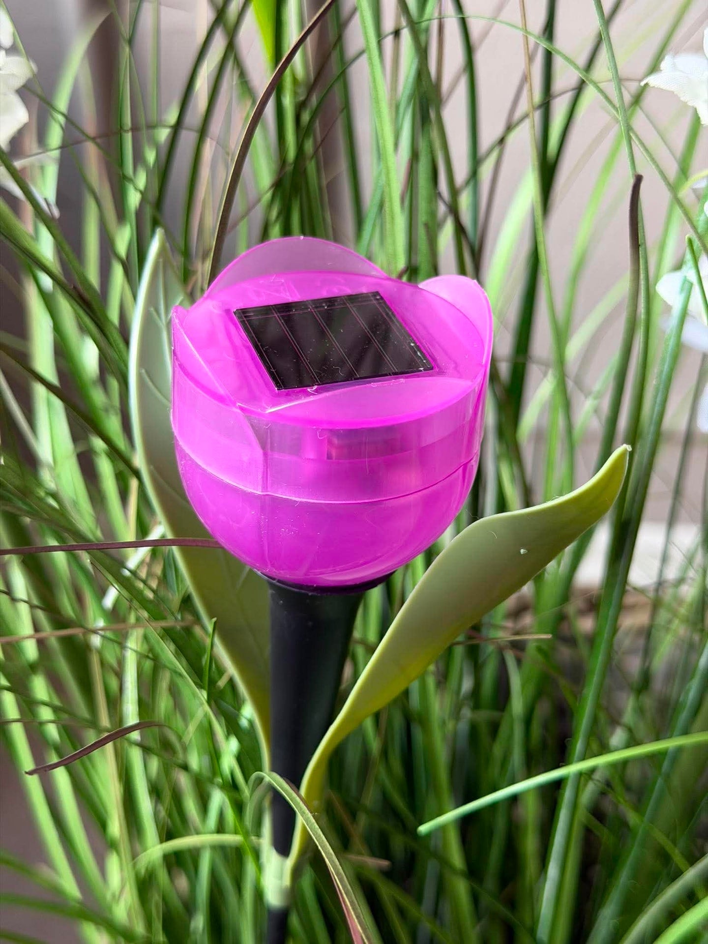 Tulipan Solar - Flera färger