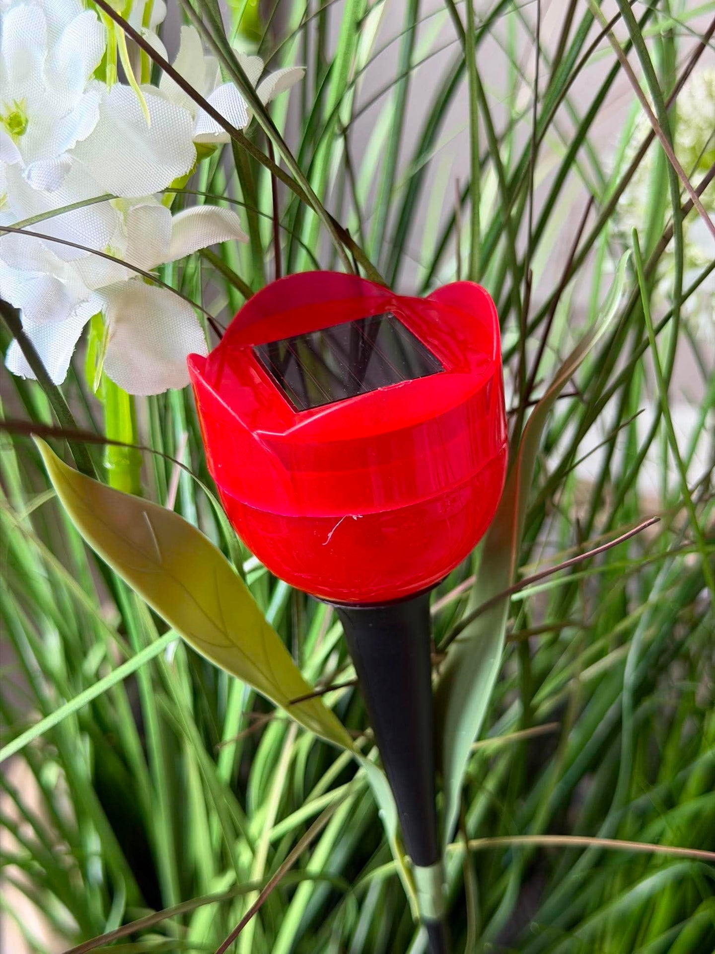 Tulipan Solar - Flera färger