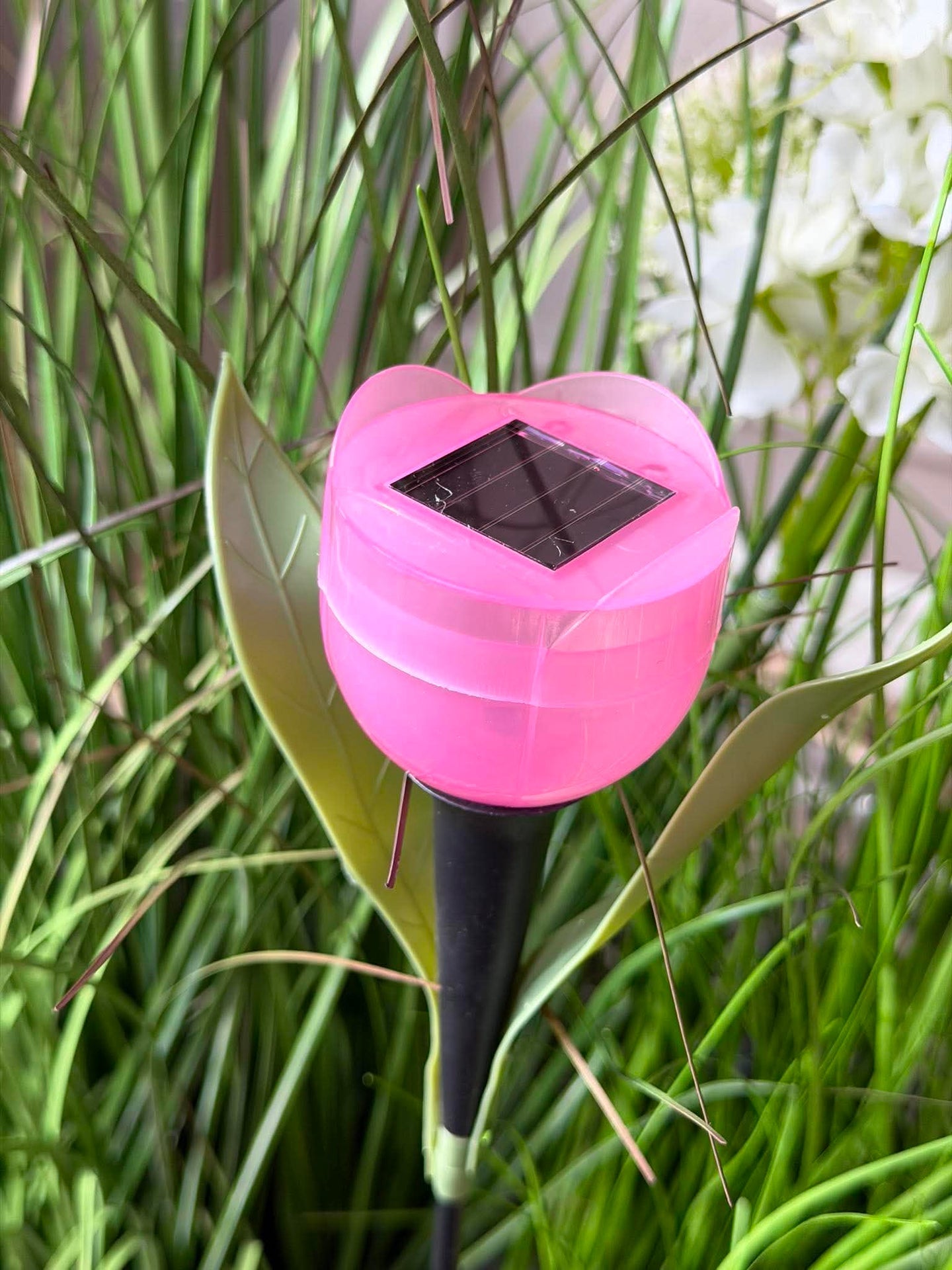 Tulipan Solar - Flera färger
