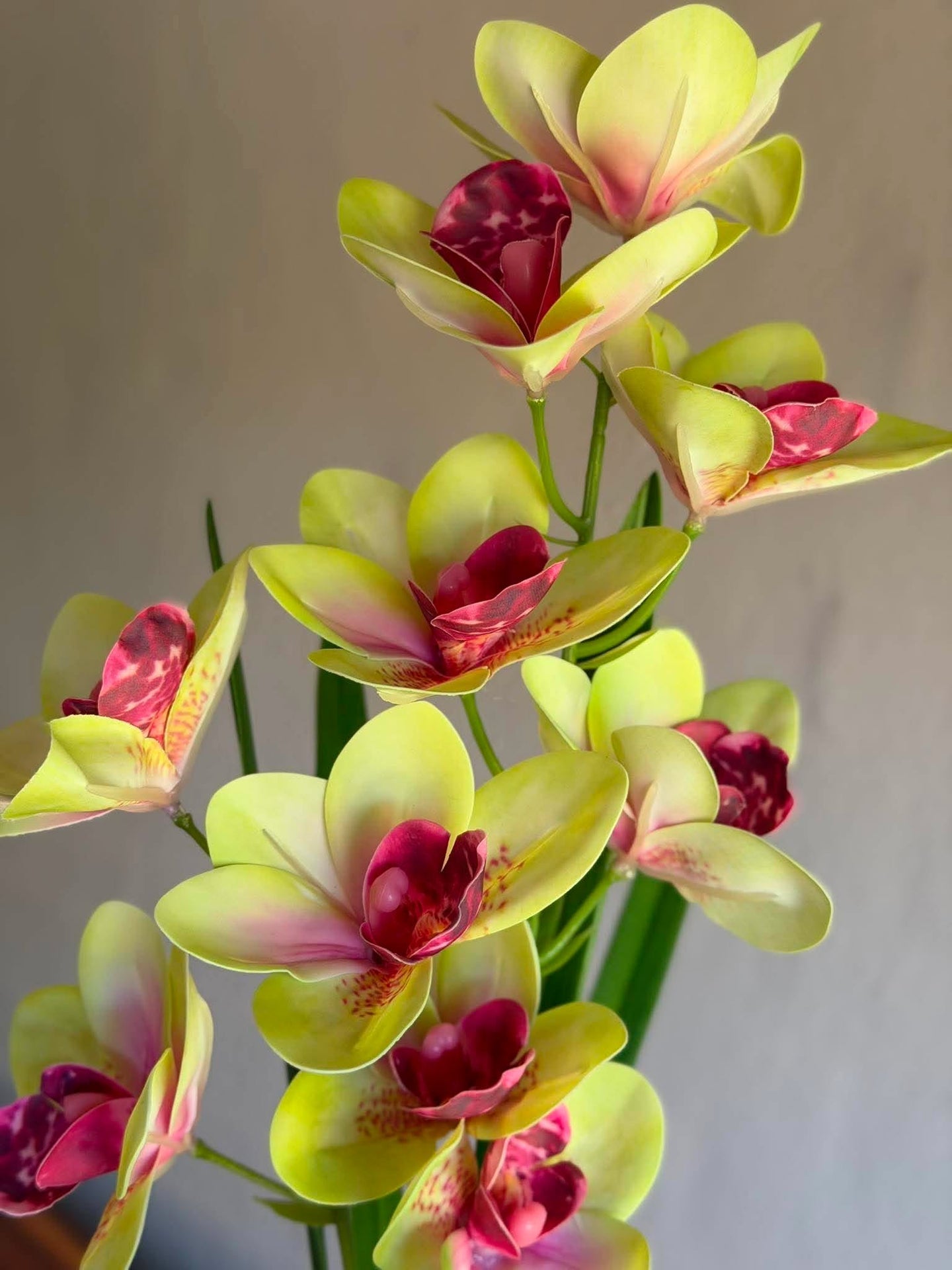 Orkidéstjälk - 43 cm Rosa / gul