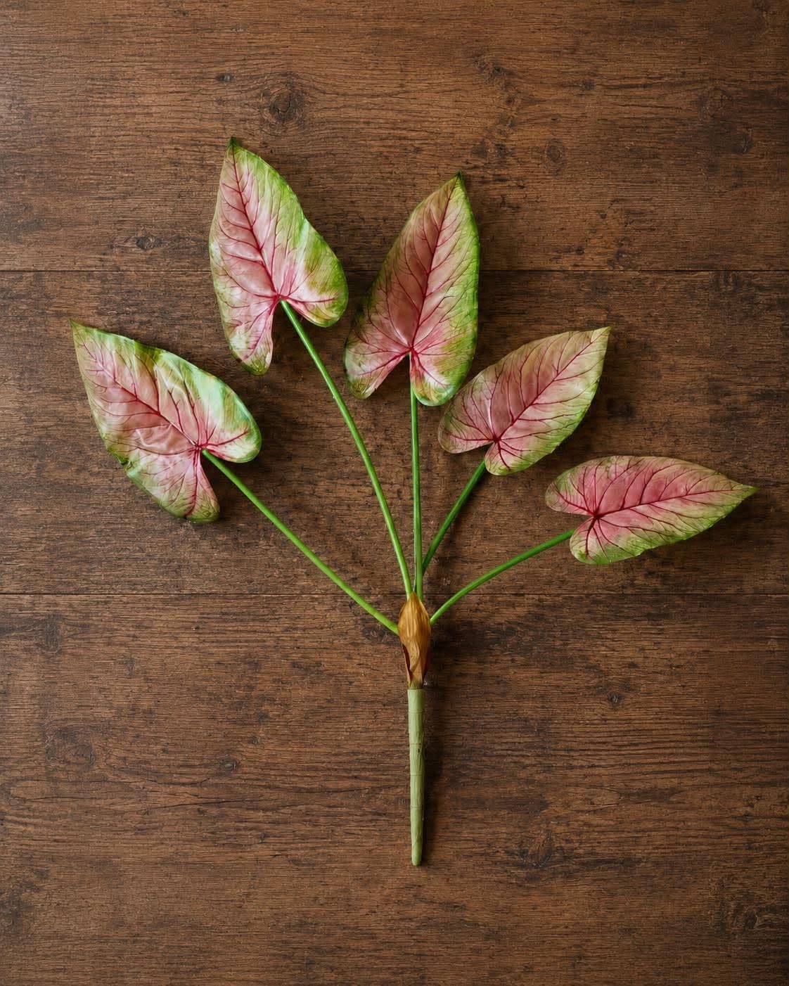 Plante Caladium 66 cm Rosa