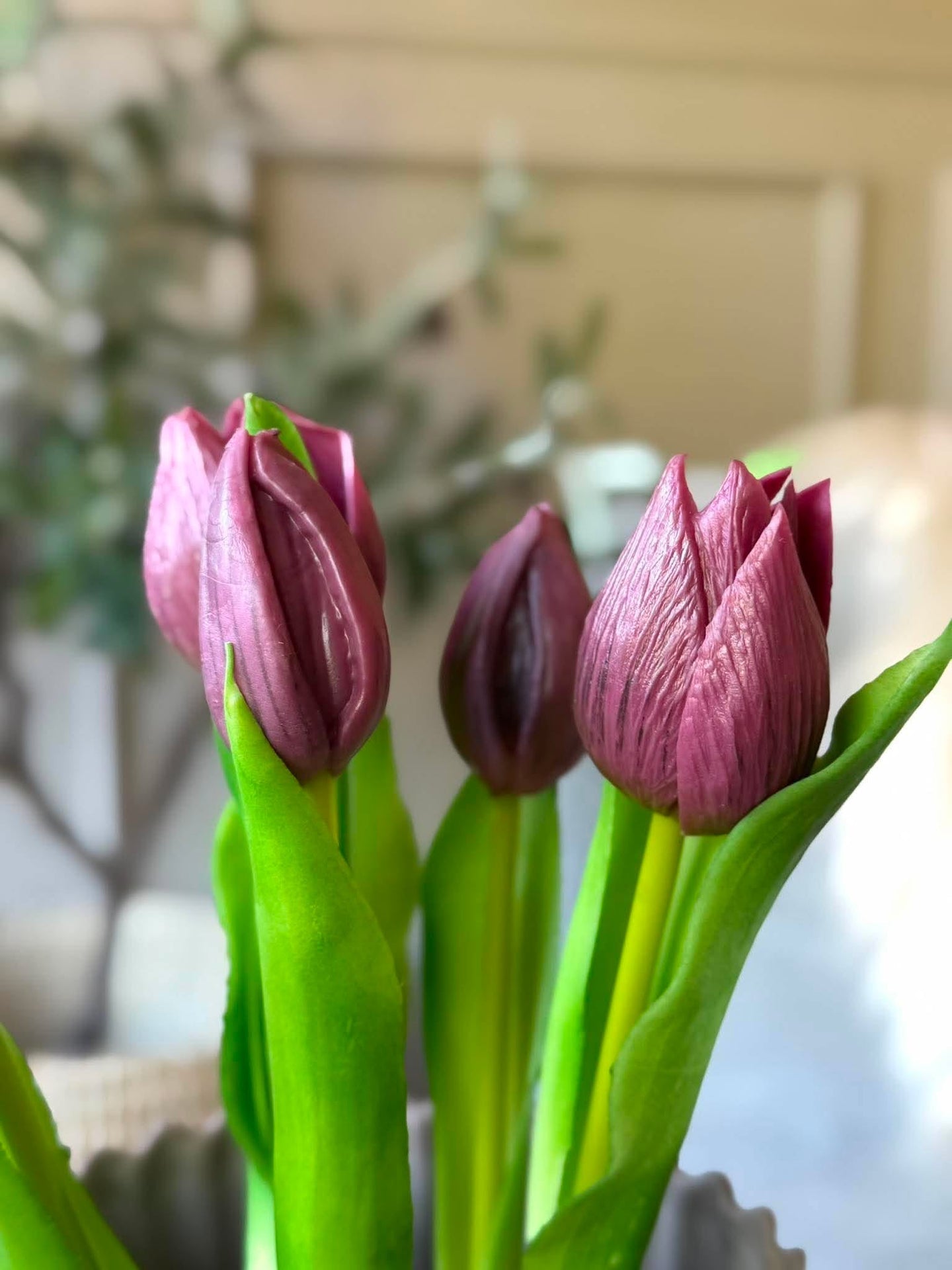 Tulpan i kruka - Lila med 5 blommor