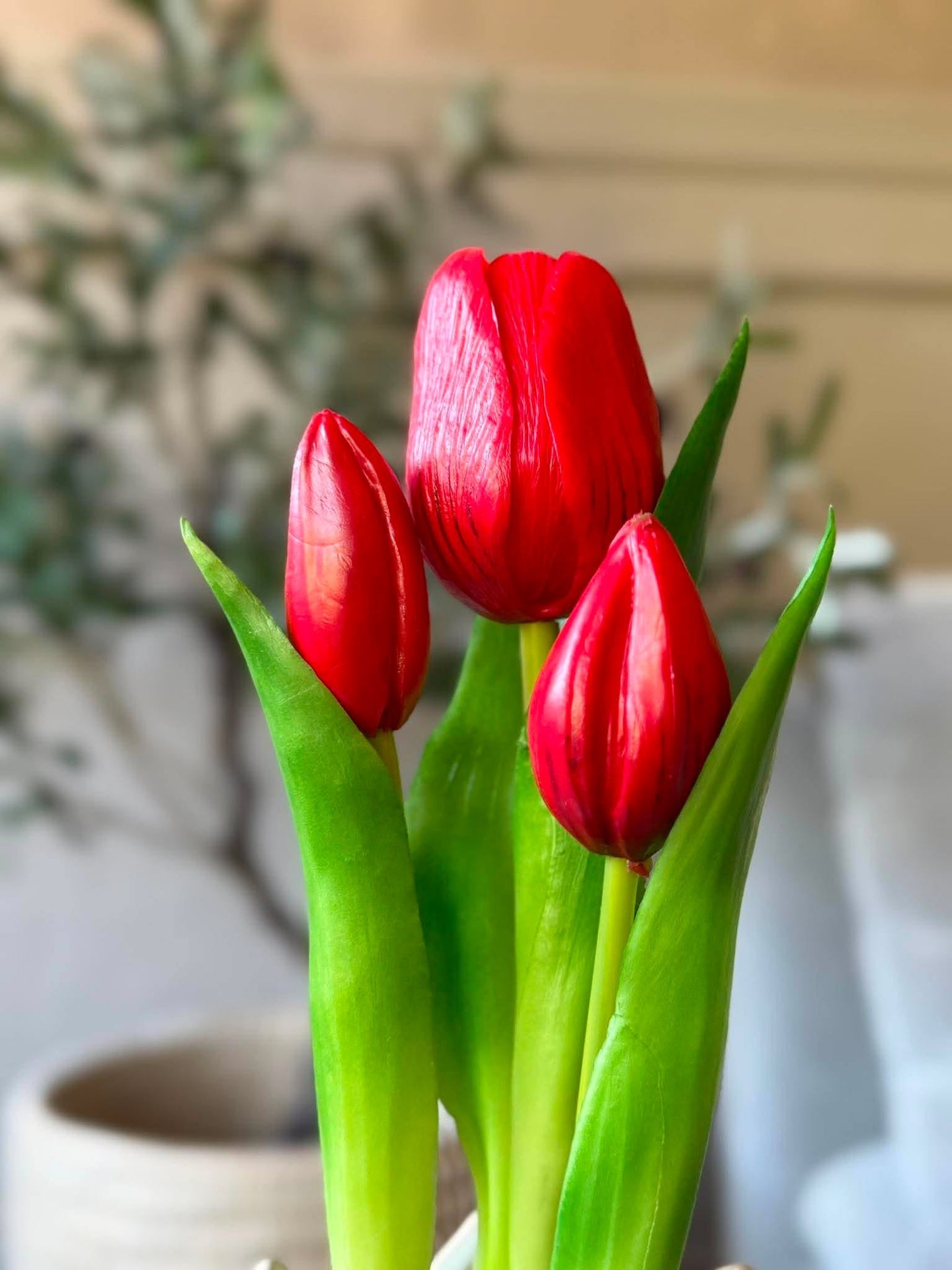 Tulpan i kruka - Röd med 3 blommor