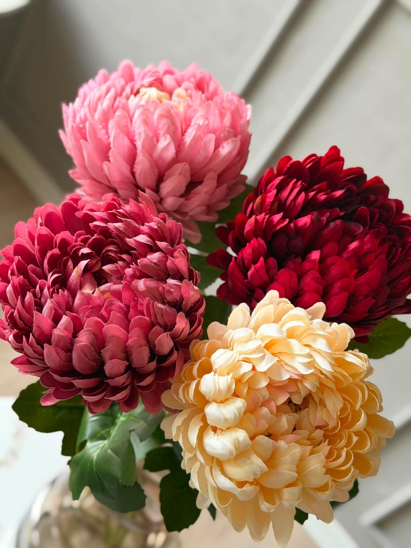 Krysantemum - Color mix