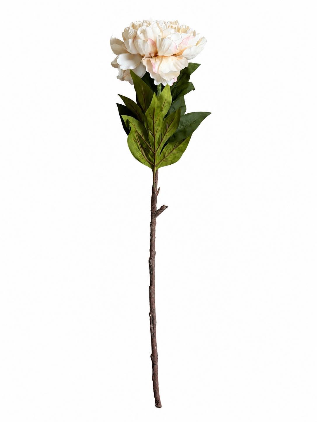 Pion stjälk 72 cm - Kräm