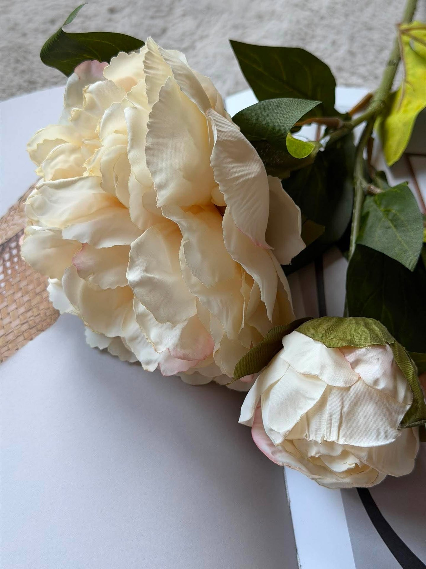 Pion 69 cm - creme