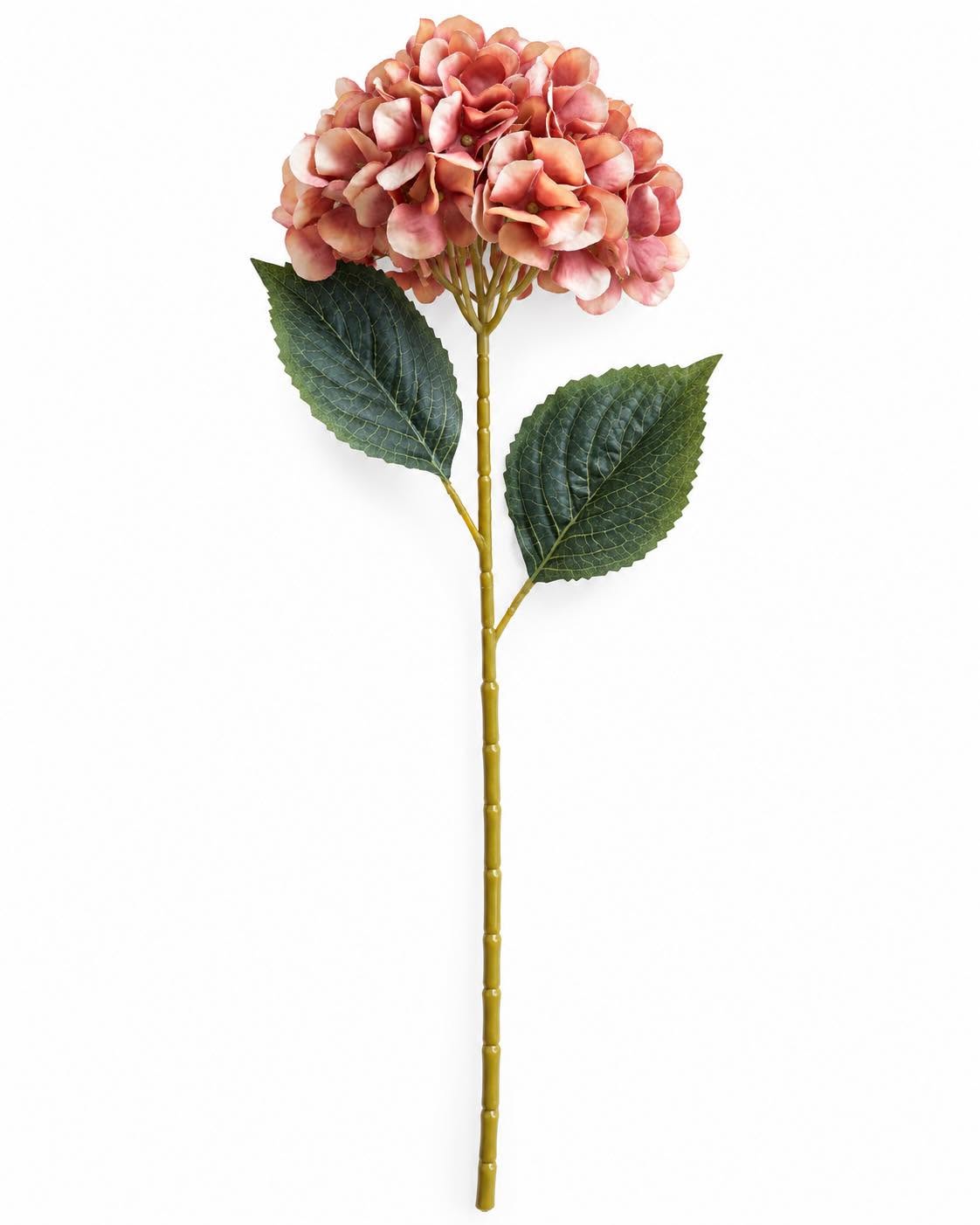 Hortensia brända färger - Mix