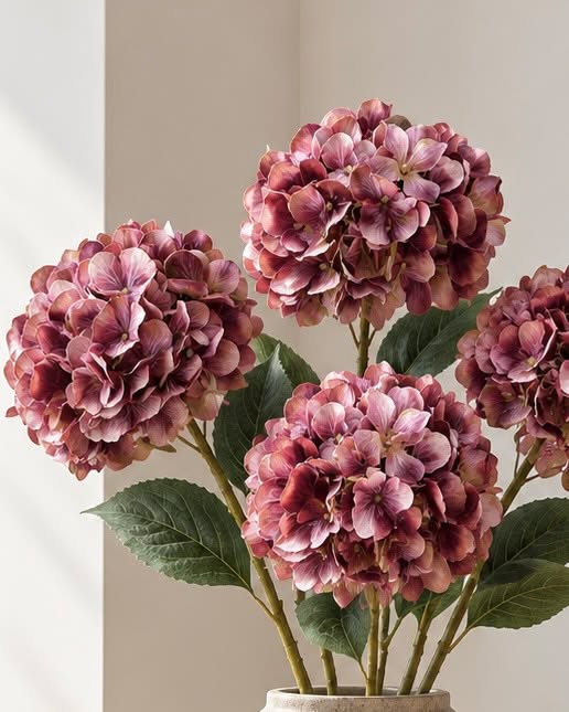 Hortensia brända färger - Mix