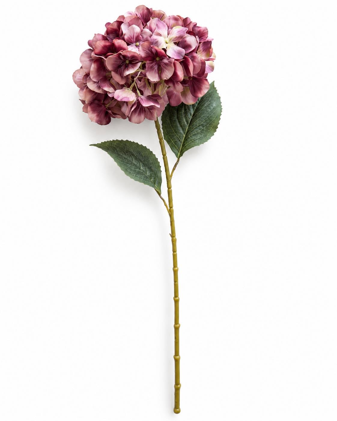 Hortensia brända färger - Mix