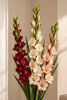 Gladiolus MIX – Konstgjord blomma
