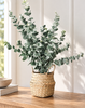 Eucalyptus med korg