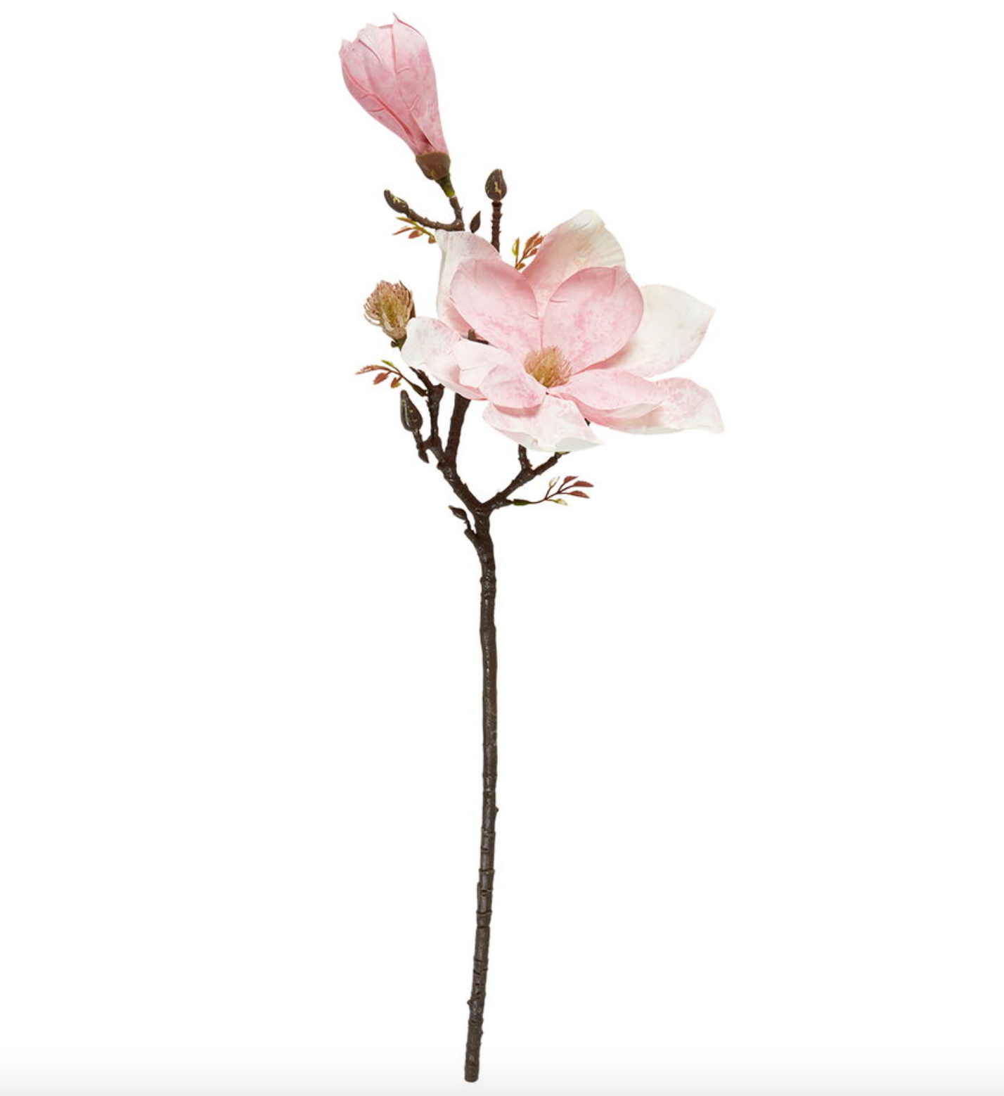 Blomma magnolia stjälk