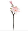 Blomma magnolia stjälk