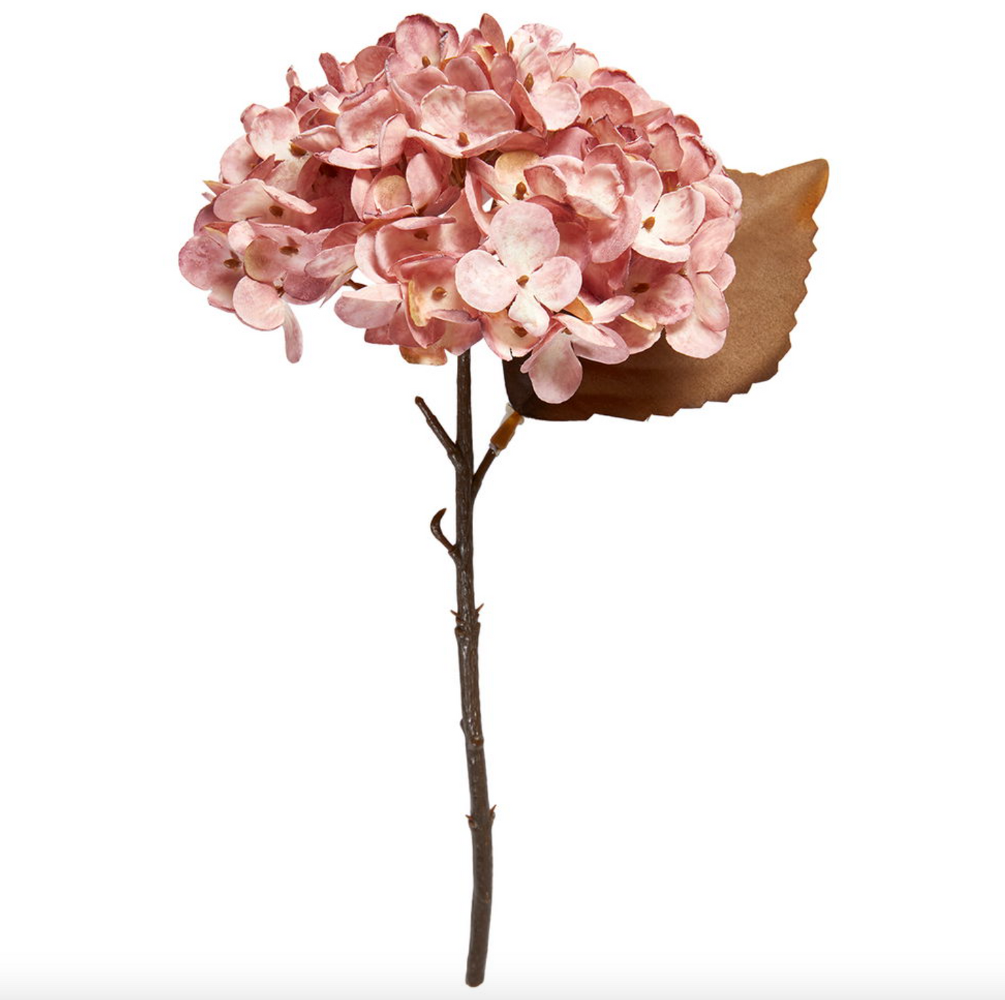 Hortensia-stjälk