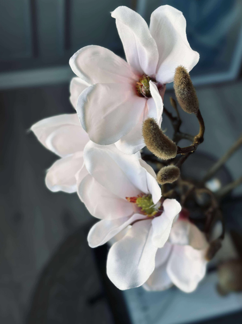 Magnoliagren - Rosa 52cm