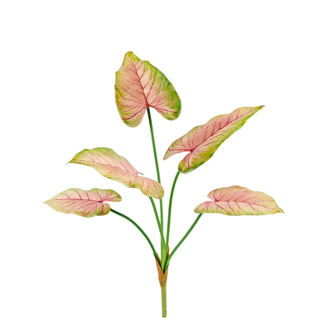 Plante Caladium 66 cm Rosa