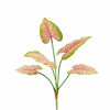 Plante Caladium 66 cm Rosa